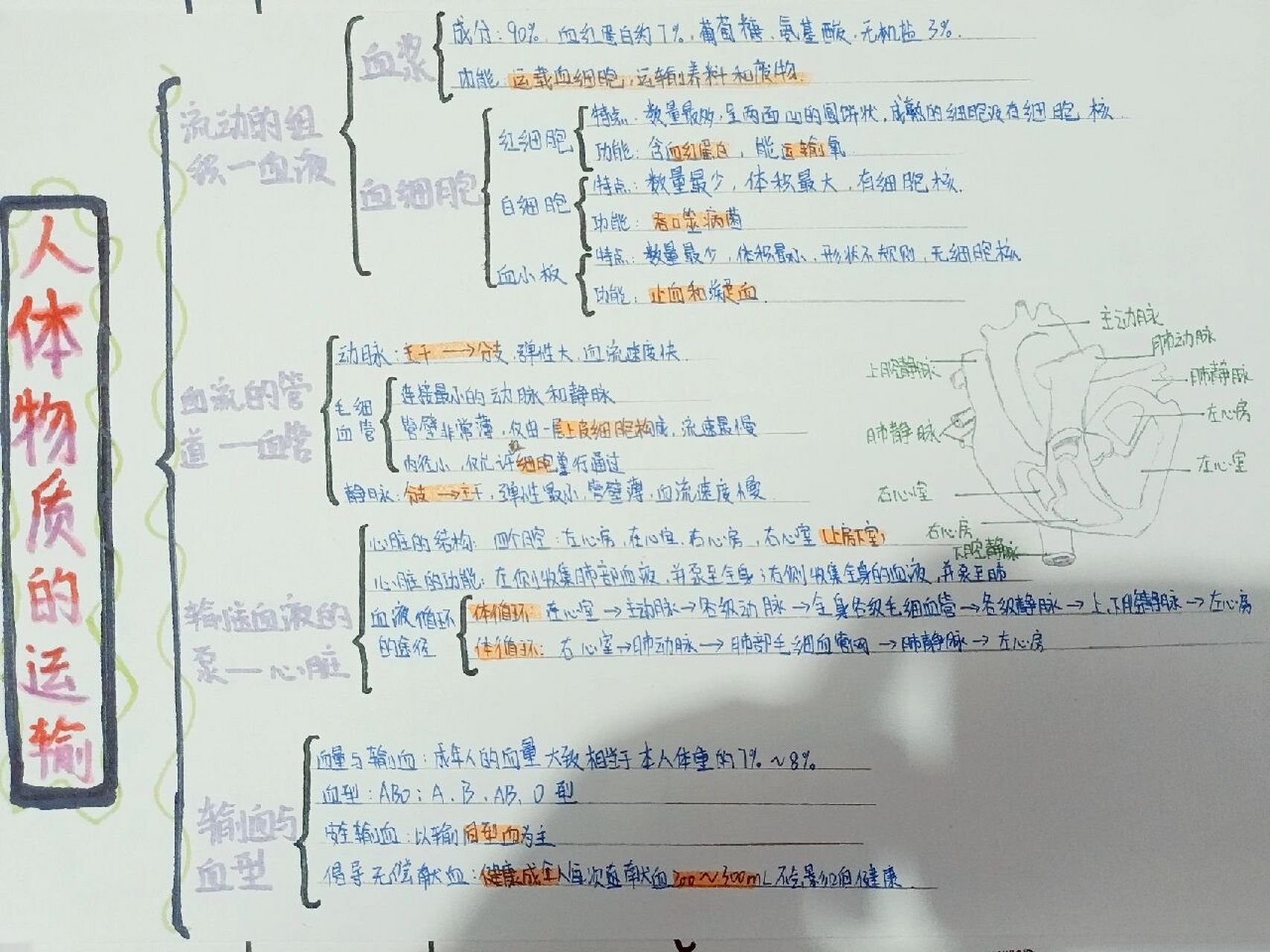 生物北师大《人体物质的运输》思维导图 939291《人体物质的