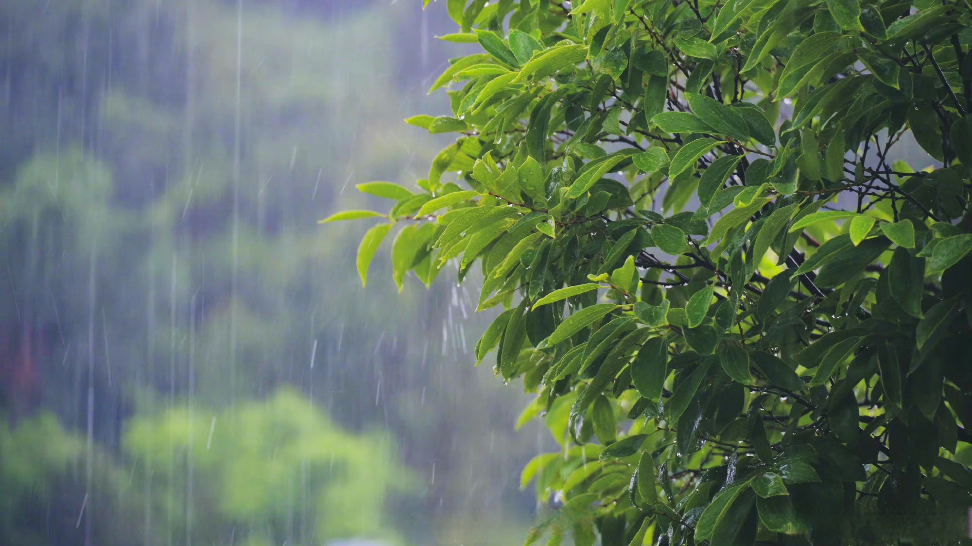 桌面下载天气预报