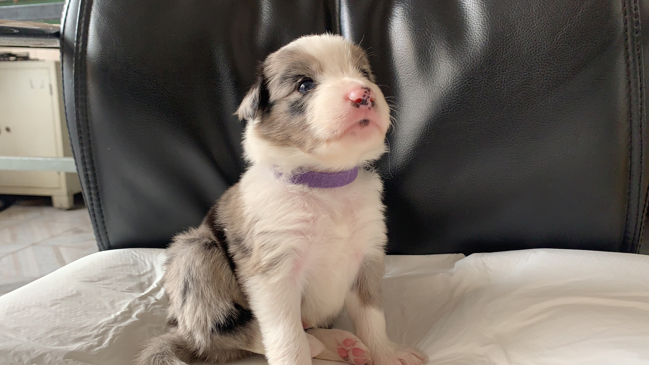 新手养狗需注意! 特别是狗狗刚到家! 1.