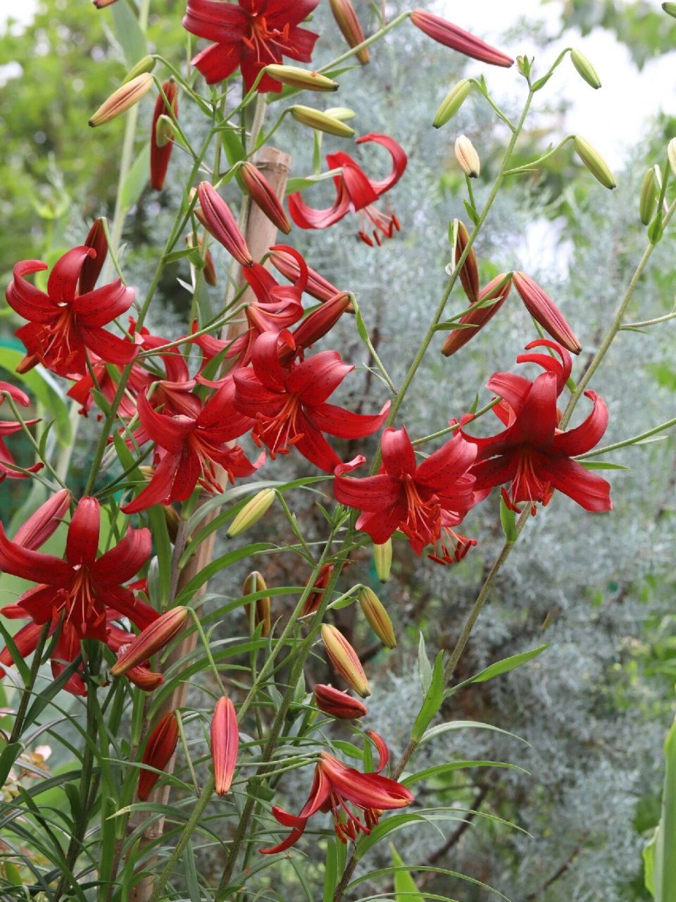 心目中最美的红色百合——红丝绒/红色天鹅绒 开花早