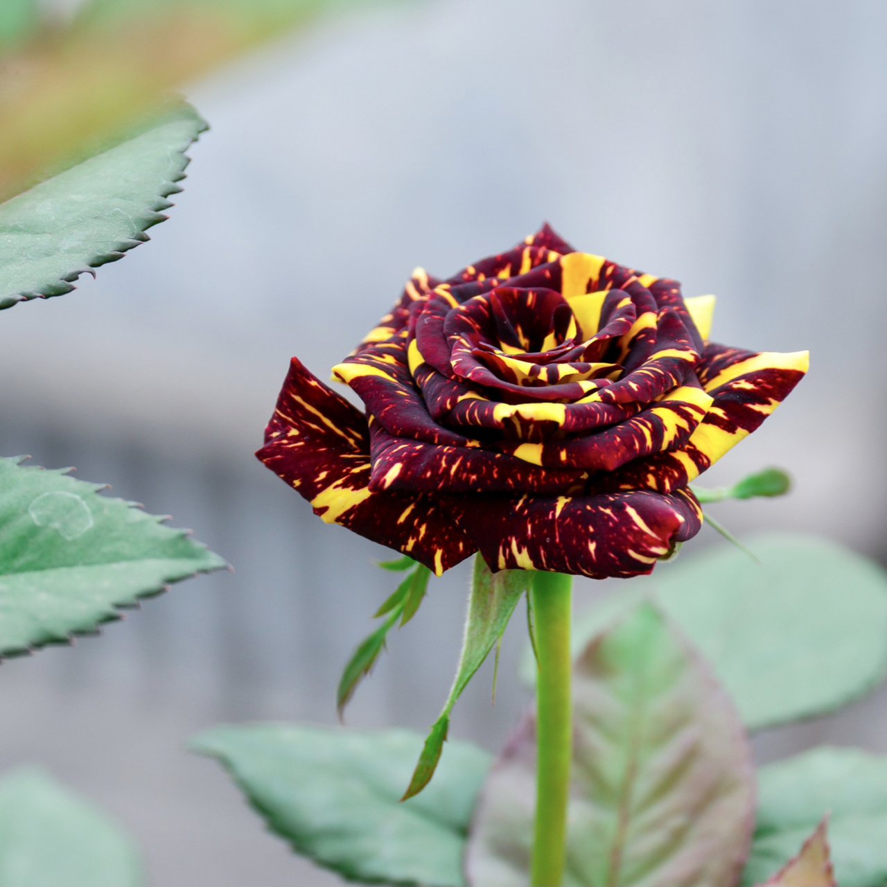 月季丨划破天际的"流星雨 " 变异月季丨流星雨 花如其名,就像一颗颗