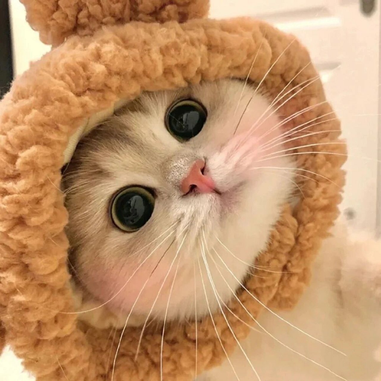 动物头像动漫/动物头像/闺蜜头像/真人头像 看看哪个头像用的最多