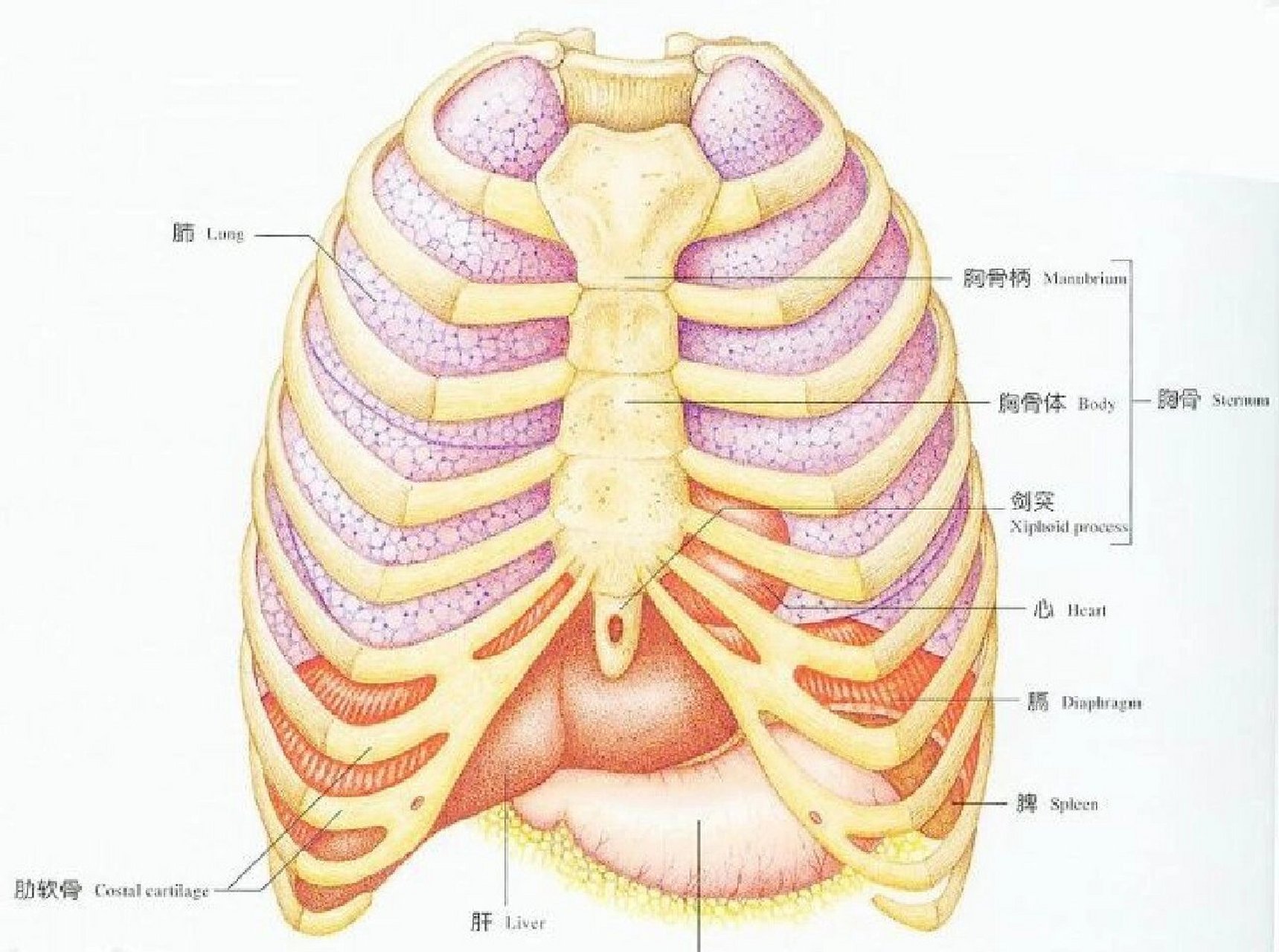十二对肋骨图图片