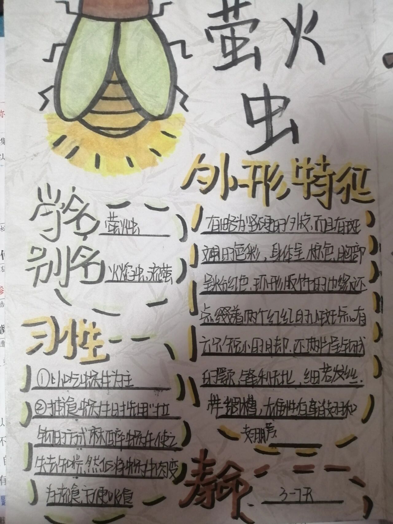 《昆虫记》之萤火虫