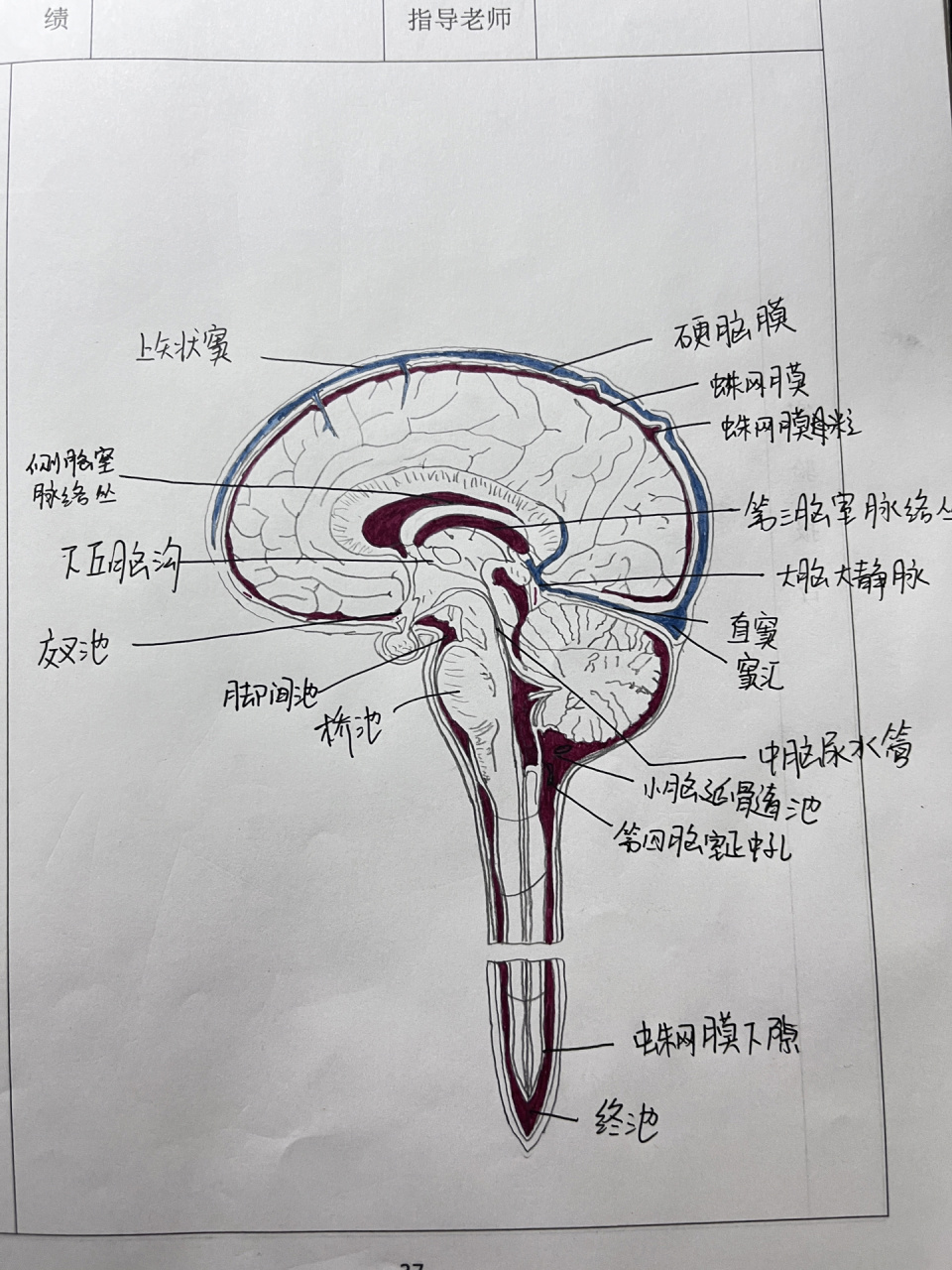 脑脊液的循环途径图图片