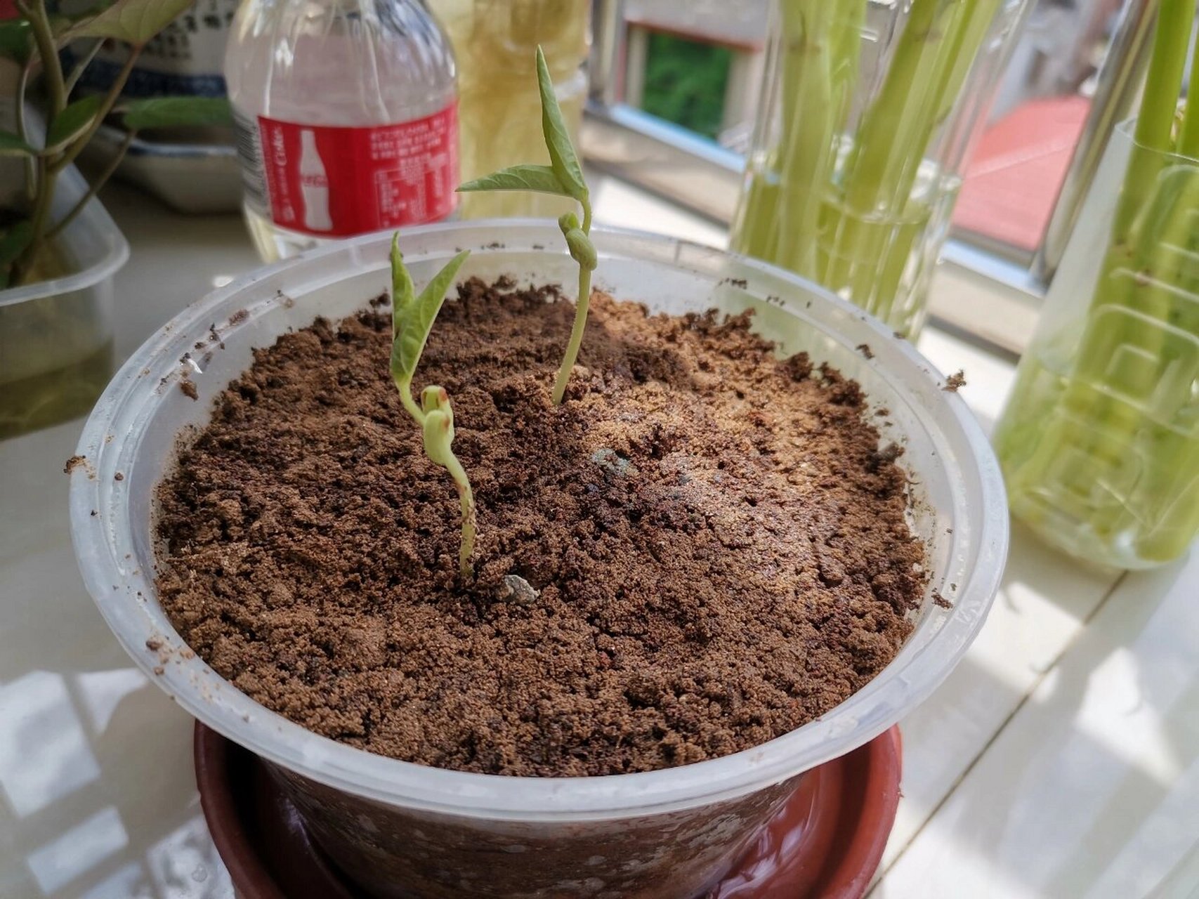 幸运的种子选手(土培绿豆) 真的是茁壮成长,一点都不愁,颜值杠杠的 你