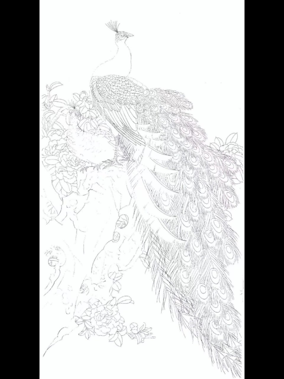 不允许你不会画,工笔孔雀步骤图 只要喜欢,零基础也可以画好孔雀,加油