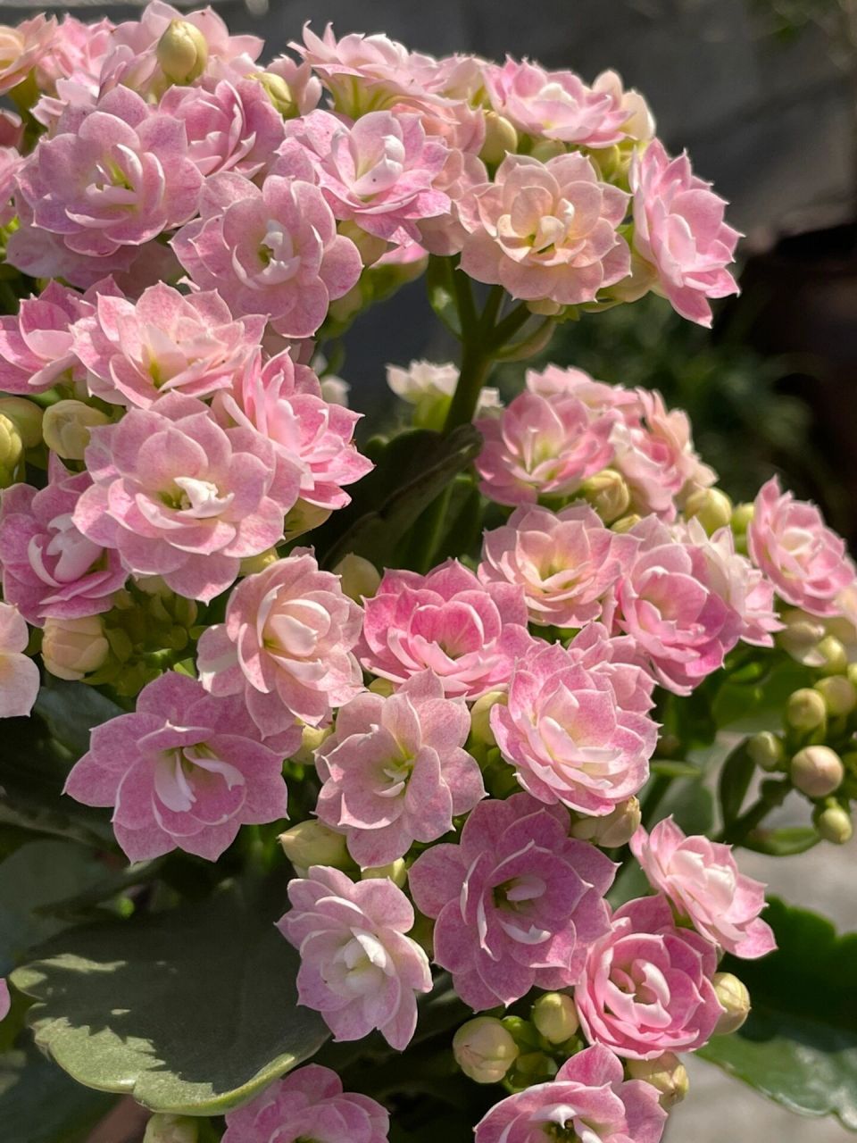 长寿花:奶油睡莲.(奶油冰淇淋,青莲.