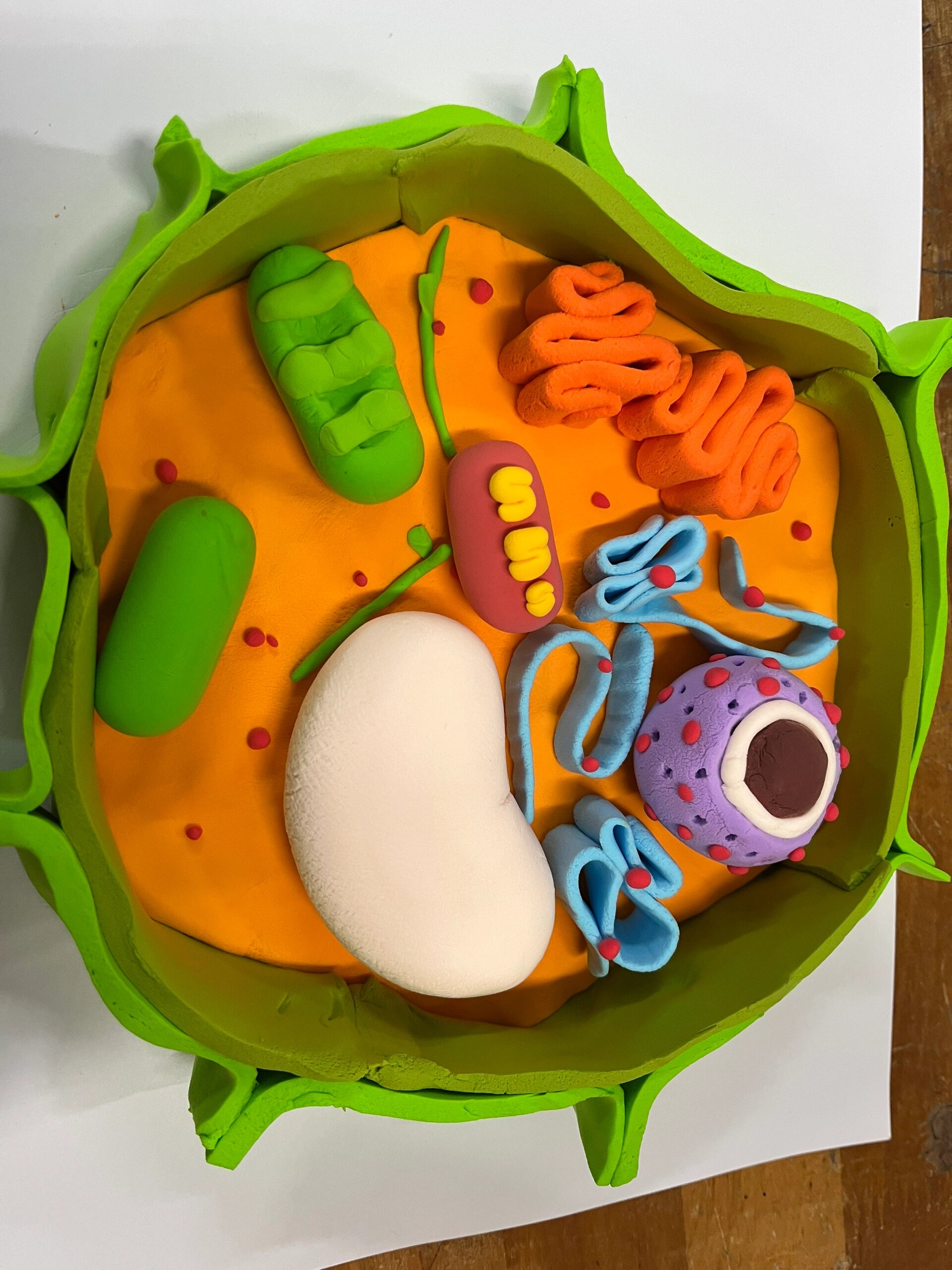 真核细胞三维结构模型