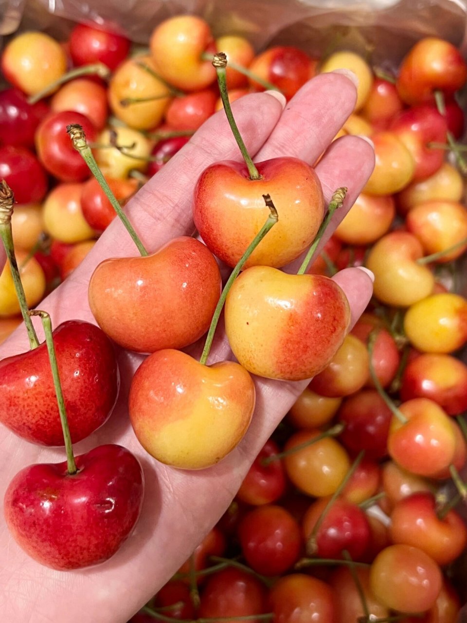 徐老师和航仔推荐的黄色车厘子 看他们视频说黄车厘子很好吃 一搜价格