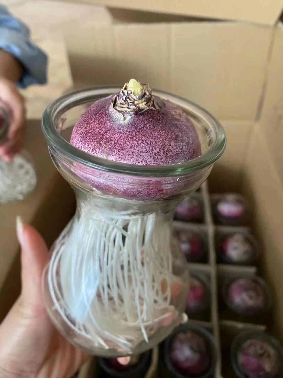 风信子 水培风信子  给水就开花