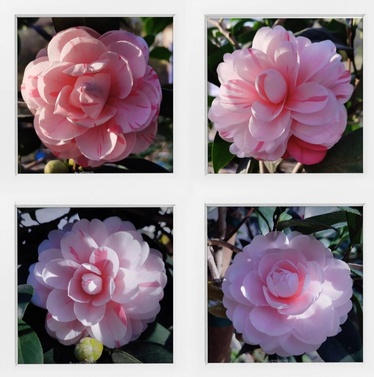 茶花│"百变女王"乔依 "乔依肯德力克",简称乔依,乔伊,是国外植物育种