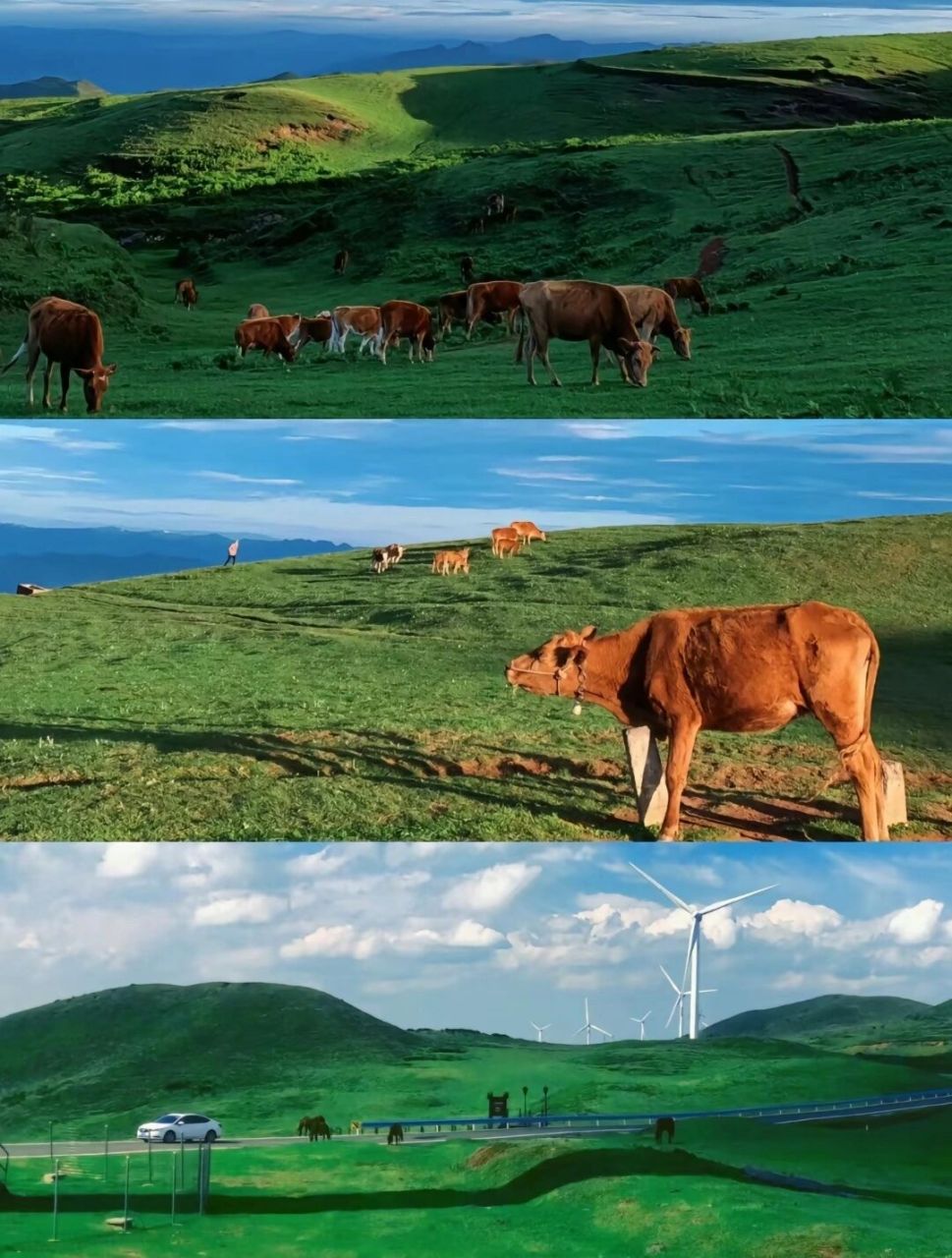 乌蒙大草原﹣﹣贵州省六盘水市盘州市乌蒙镇与 门票15元/人,老人小孩