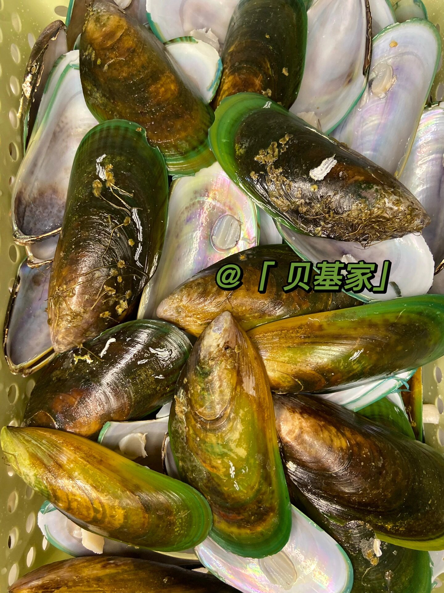 图二:海虹 只有新西兰进口的青口贝才对狗狗关节有保健和消炎的作用