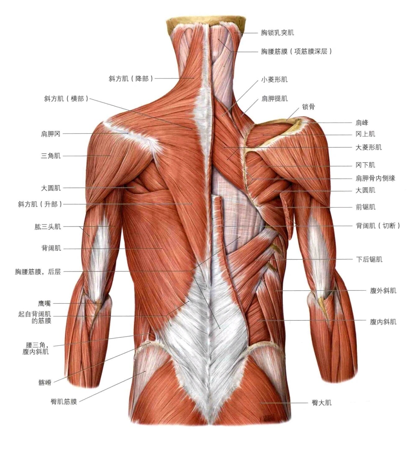 肩胛提肌位置图片图片
