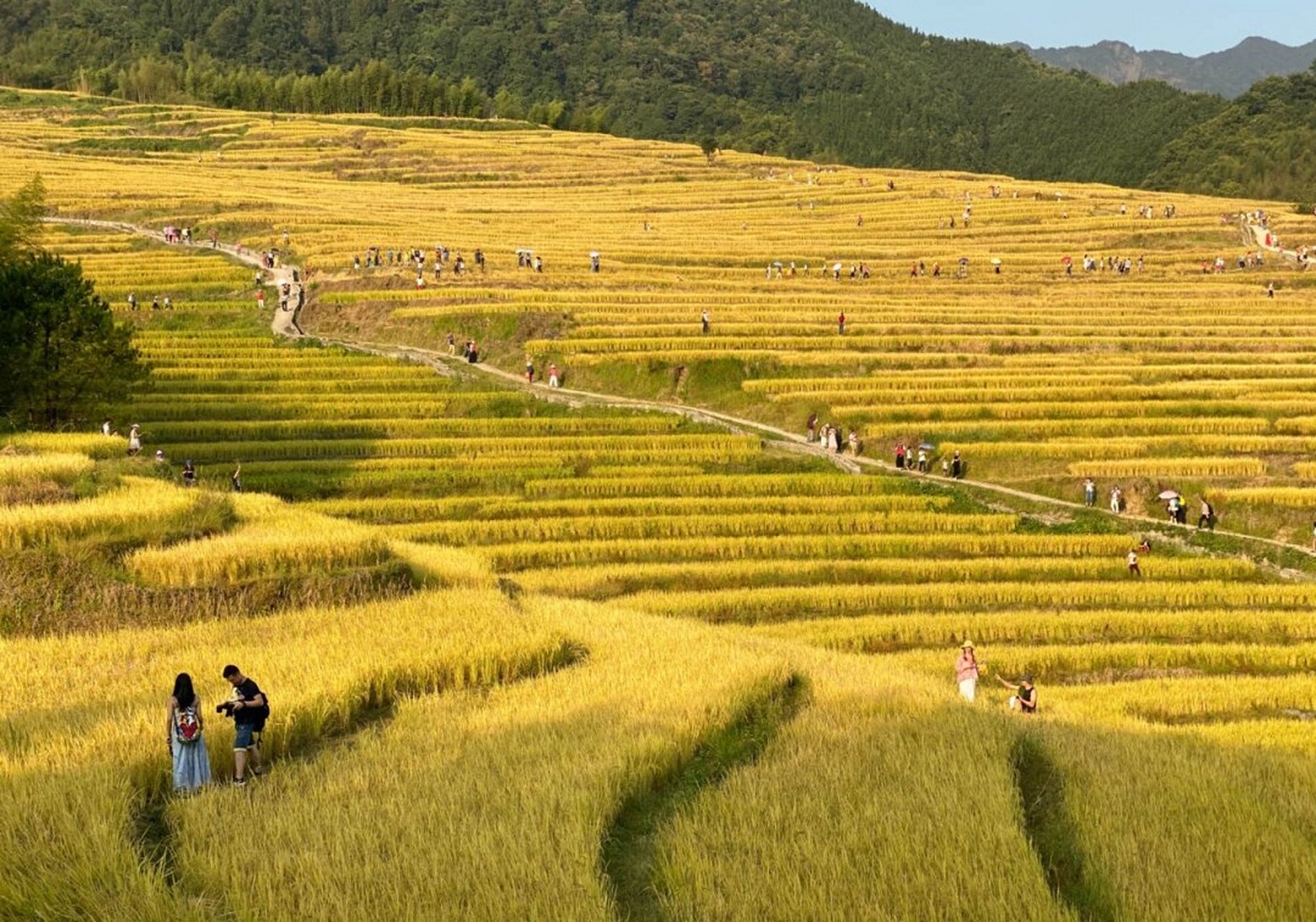 金色大地风景图片图片