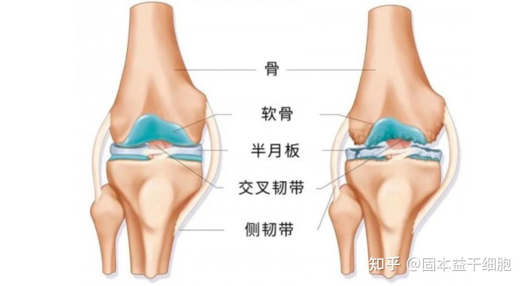 上下关节突图片