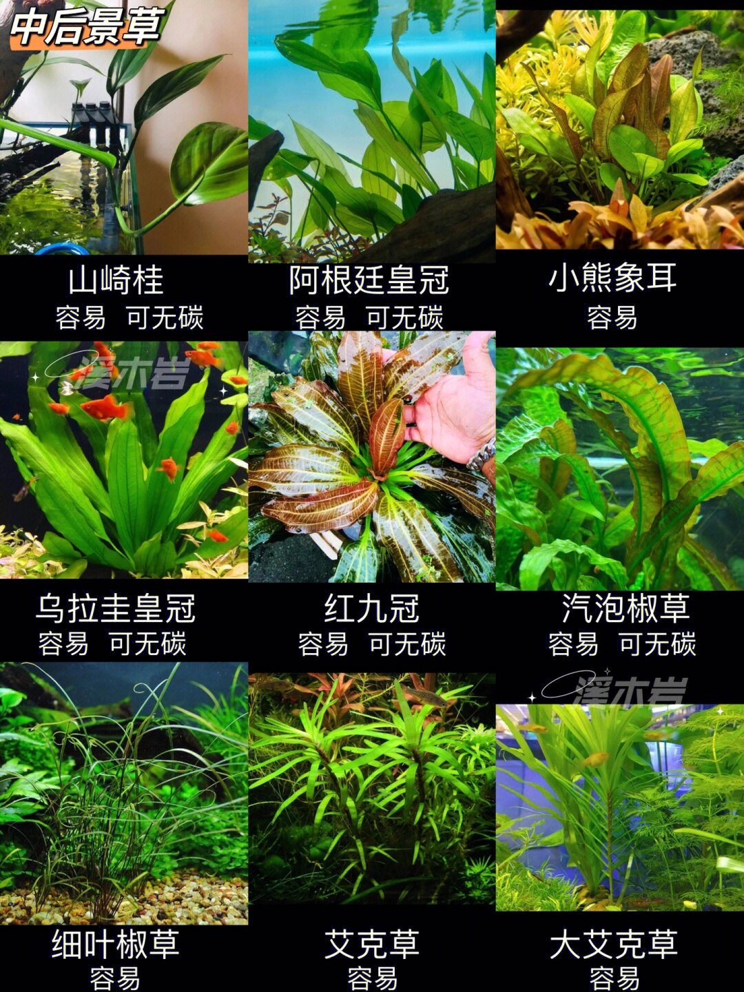 水草看一遍就认识