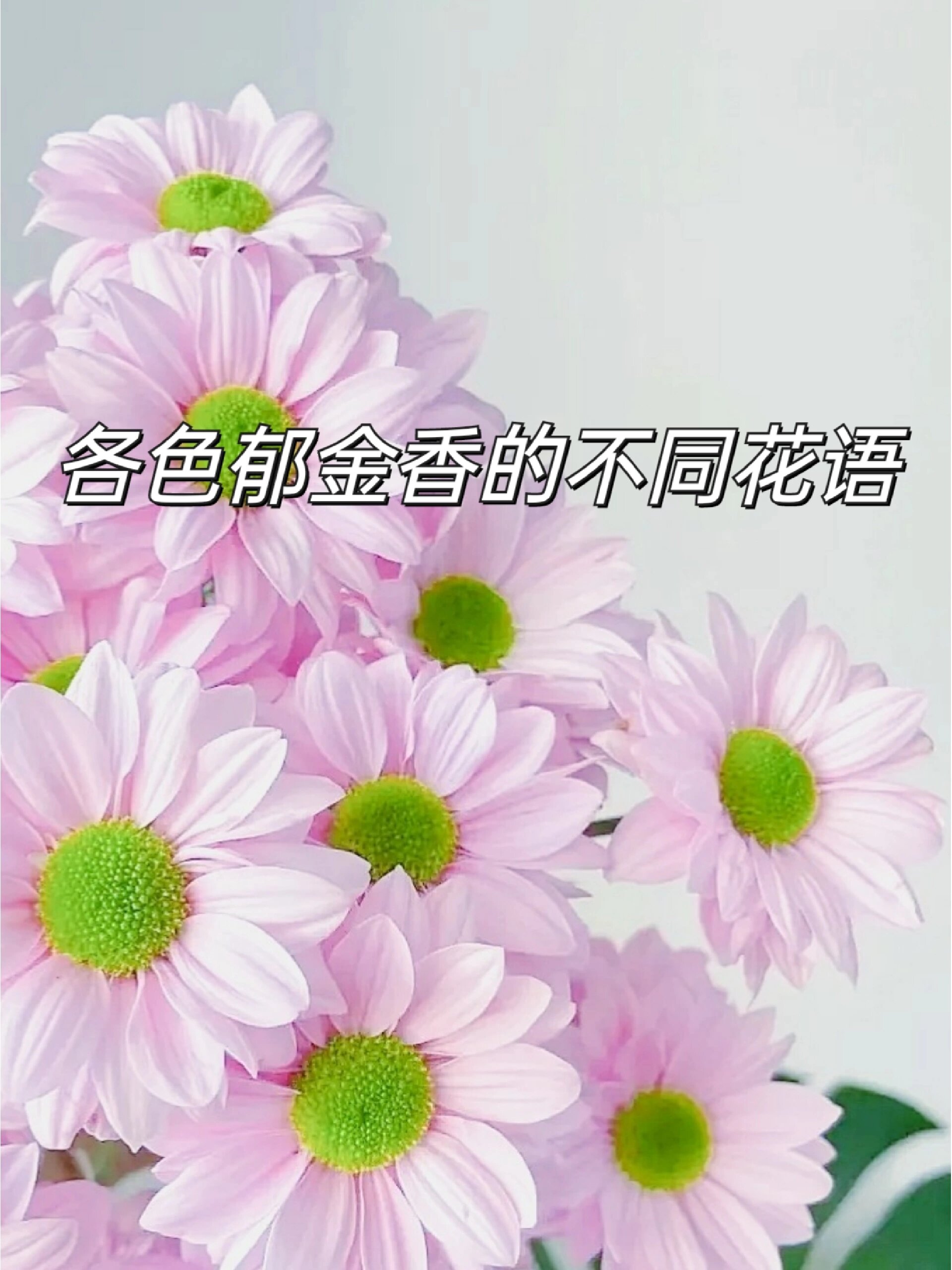 玫红色郁金香花语图片