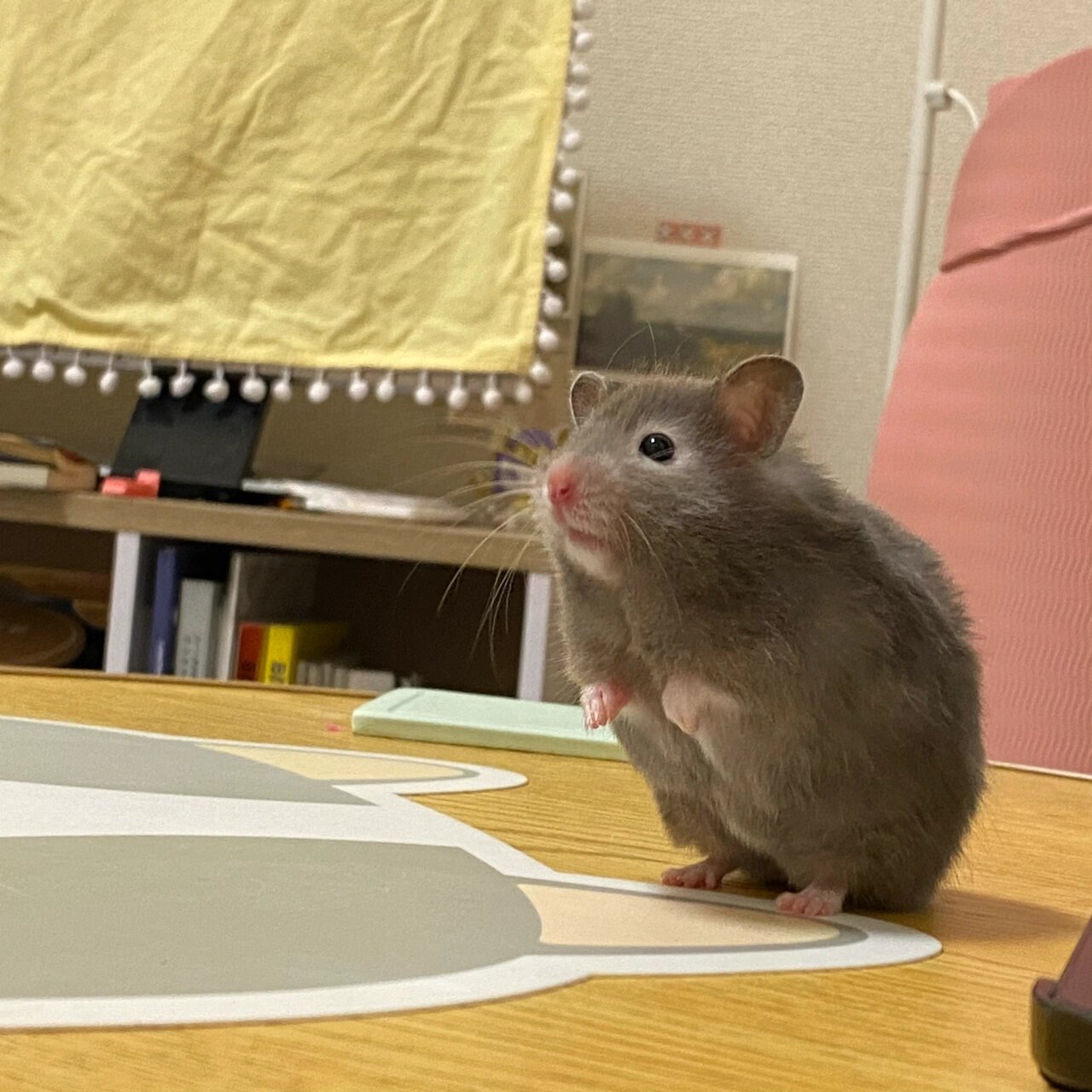 金丝熊|眼圈熊崽崽 鼻子像被马蜂蜇了 哈哈哈哈好憨啊 名字:果果