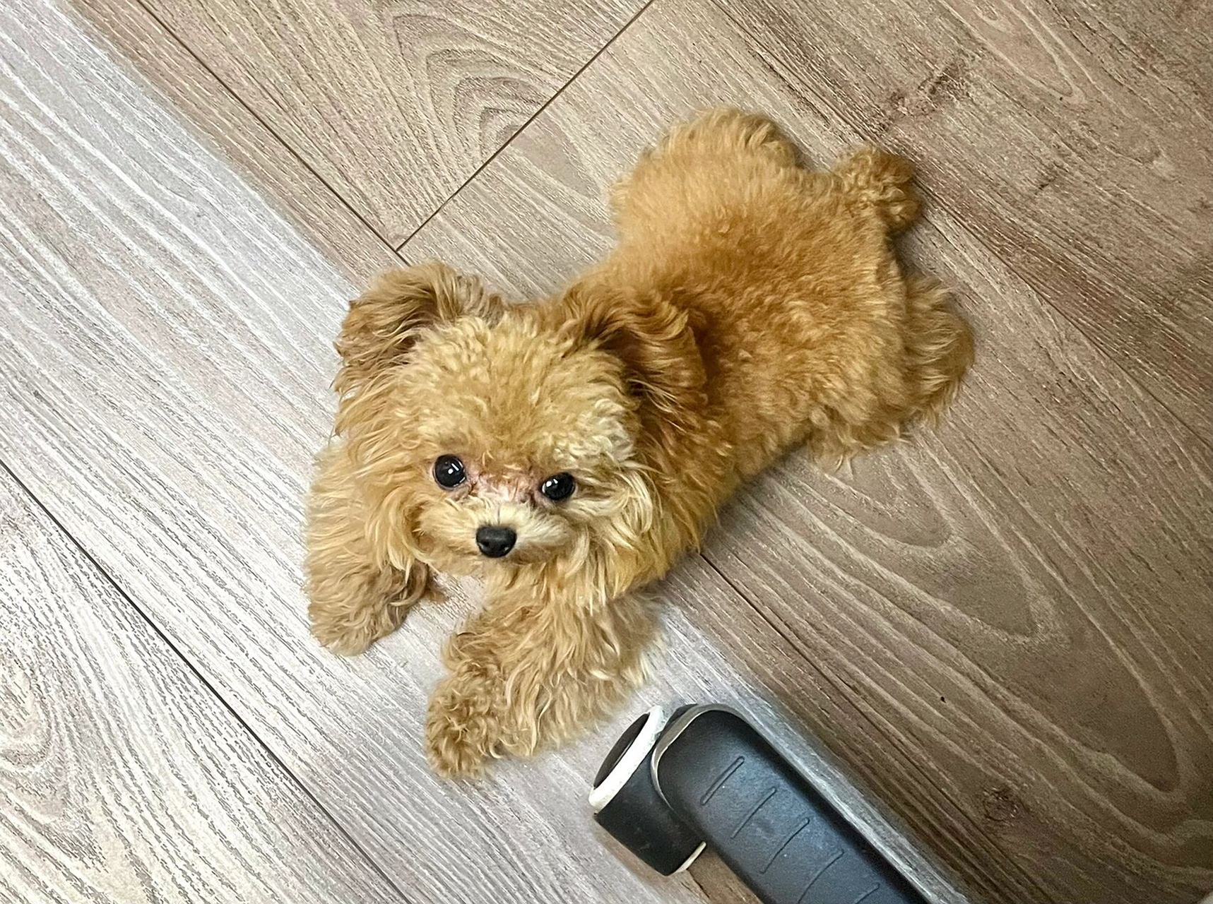 长这么大第一次见到7115太极阴阳狗6015 麻麻打游戏我们就趴