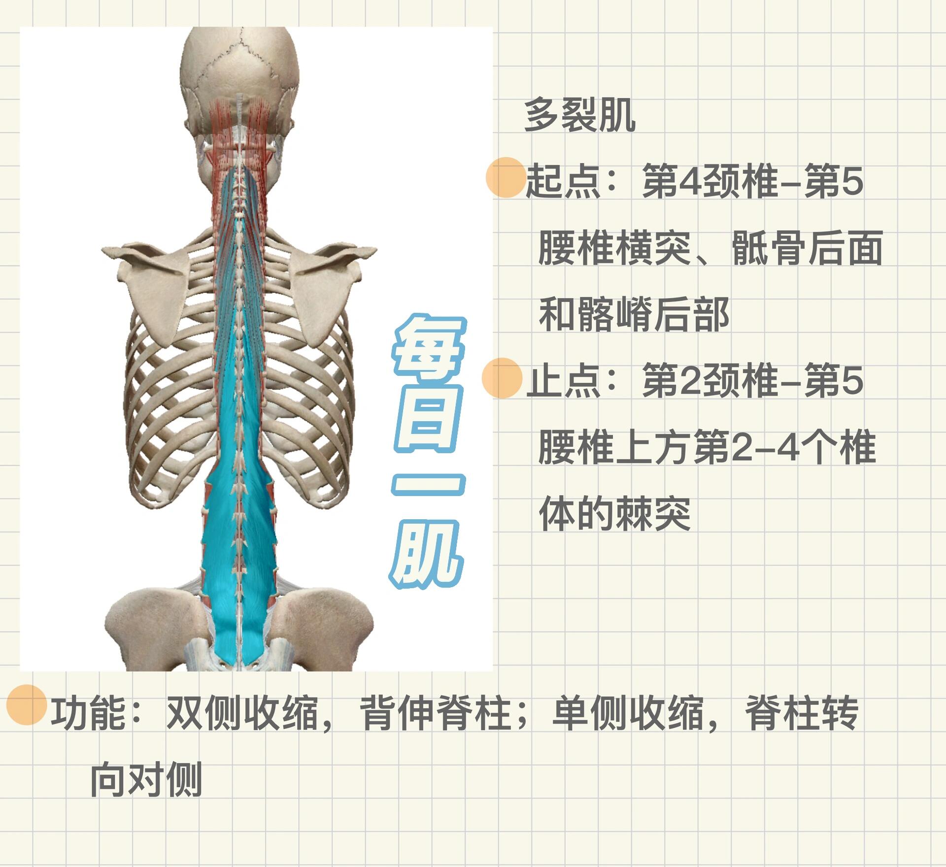 每日一肌