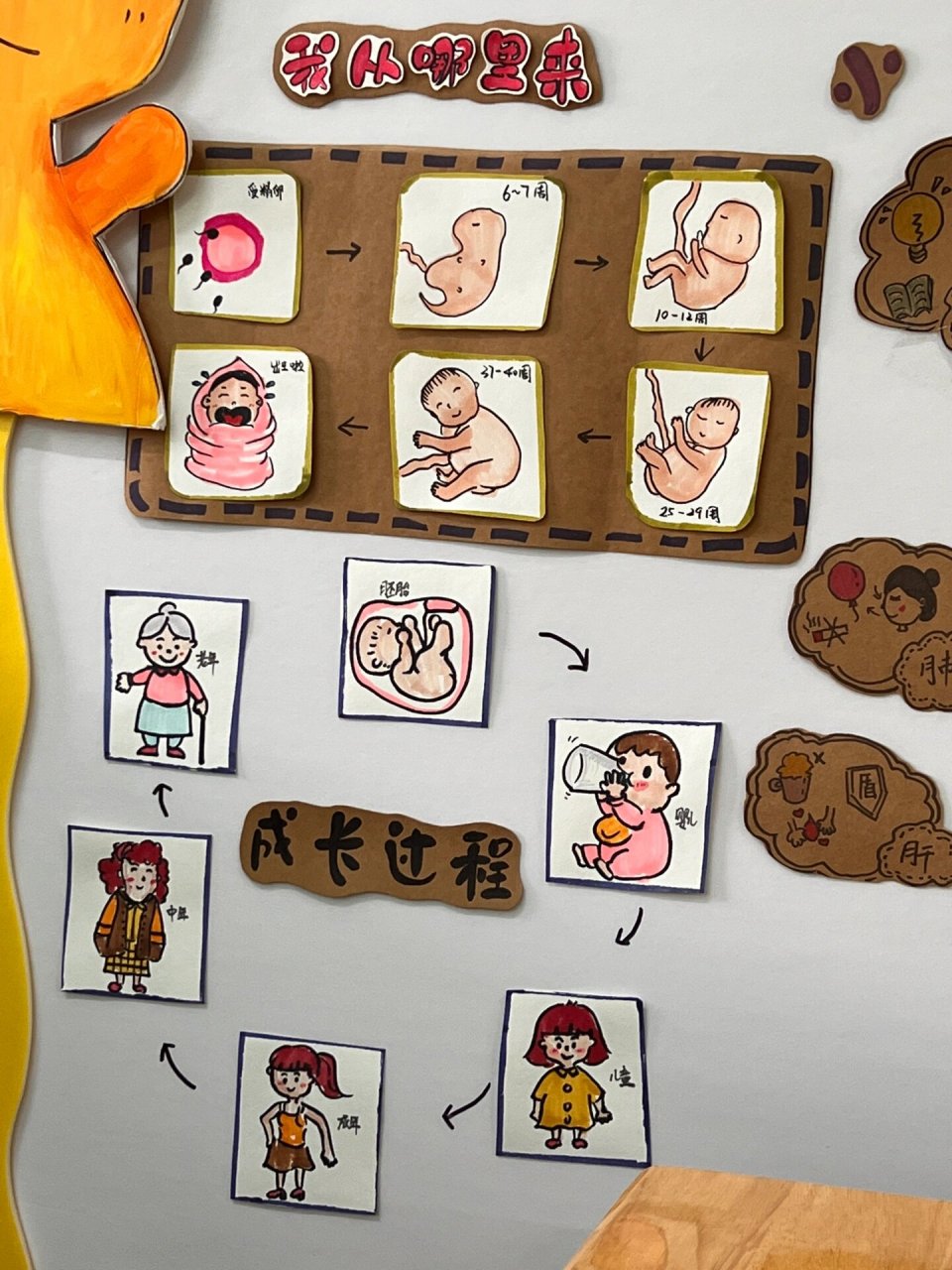 中班主题墙——小身体大奥秘