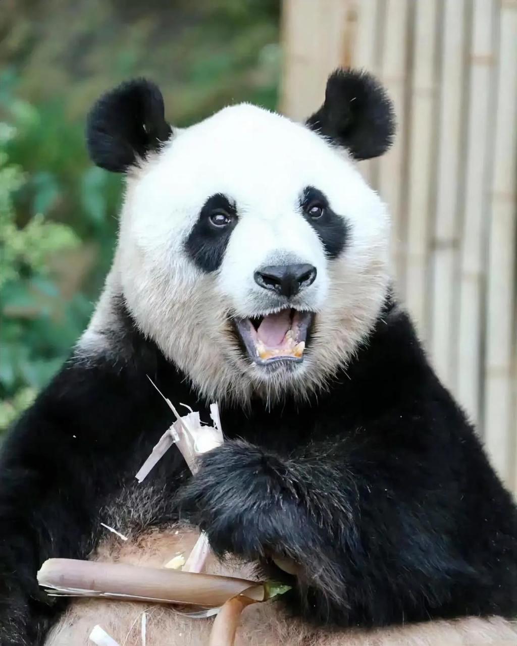 饲养员姜爷爷经常夸赞爱宝漂亮.有的时候,姜爷爷还说爱宝比福宝还要可