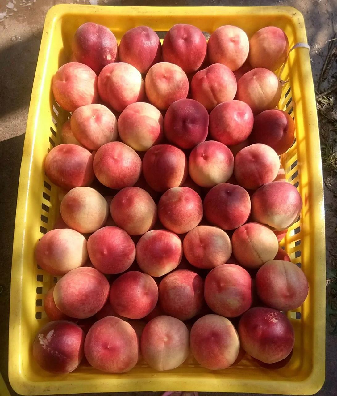 突围水蜜桃:不要看俺个头小 俺是真的好吃 沂蒙山的桃子从六月成熟到