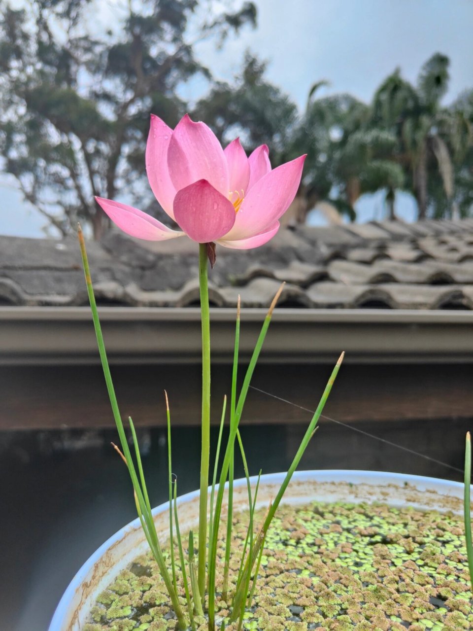 马蹄/荸荠开花了 混搭一下