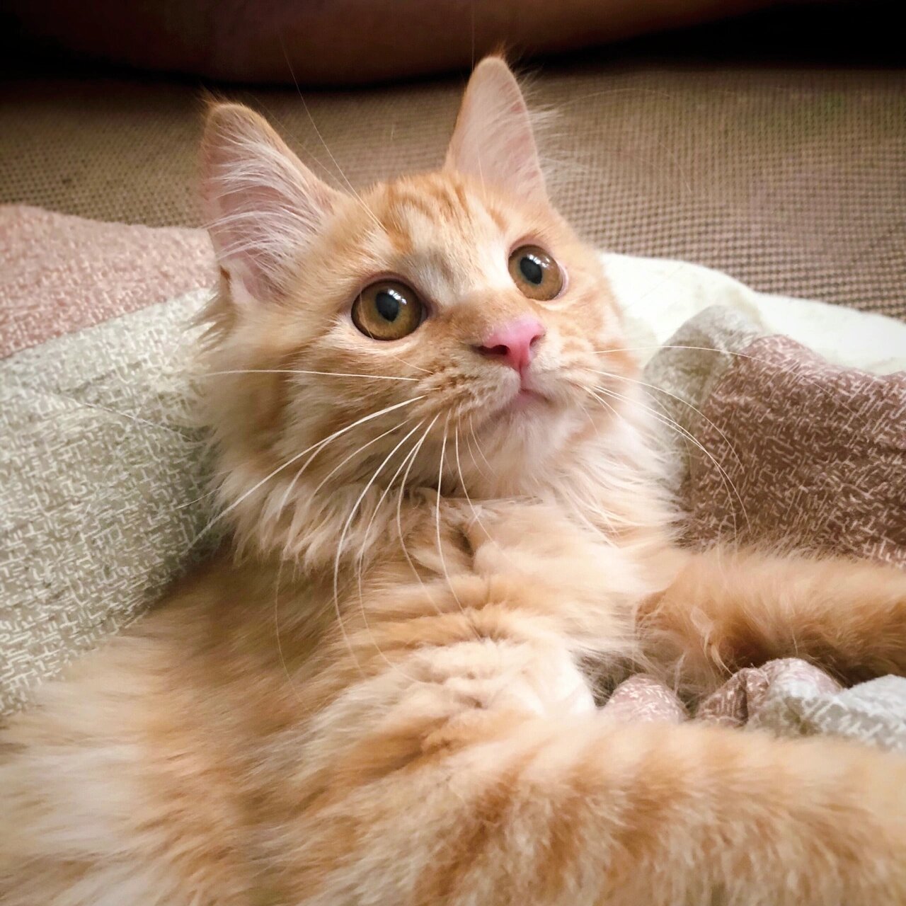 中华田园猫 | 长毛橘猫