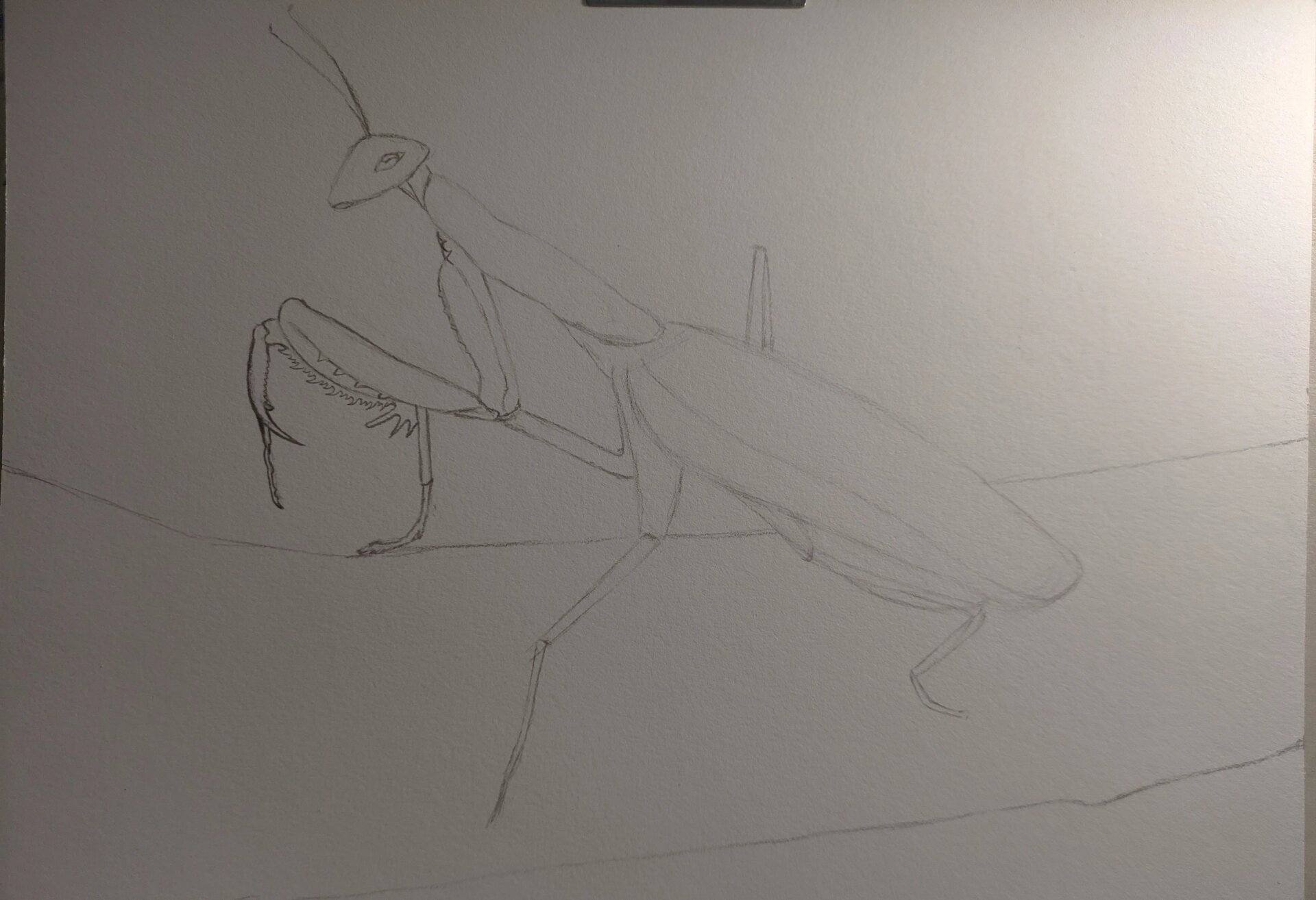 儿童素描《螳螂》有步骤