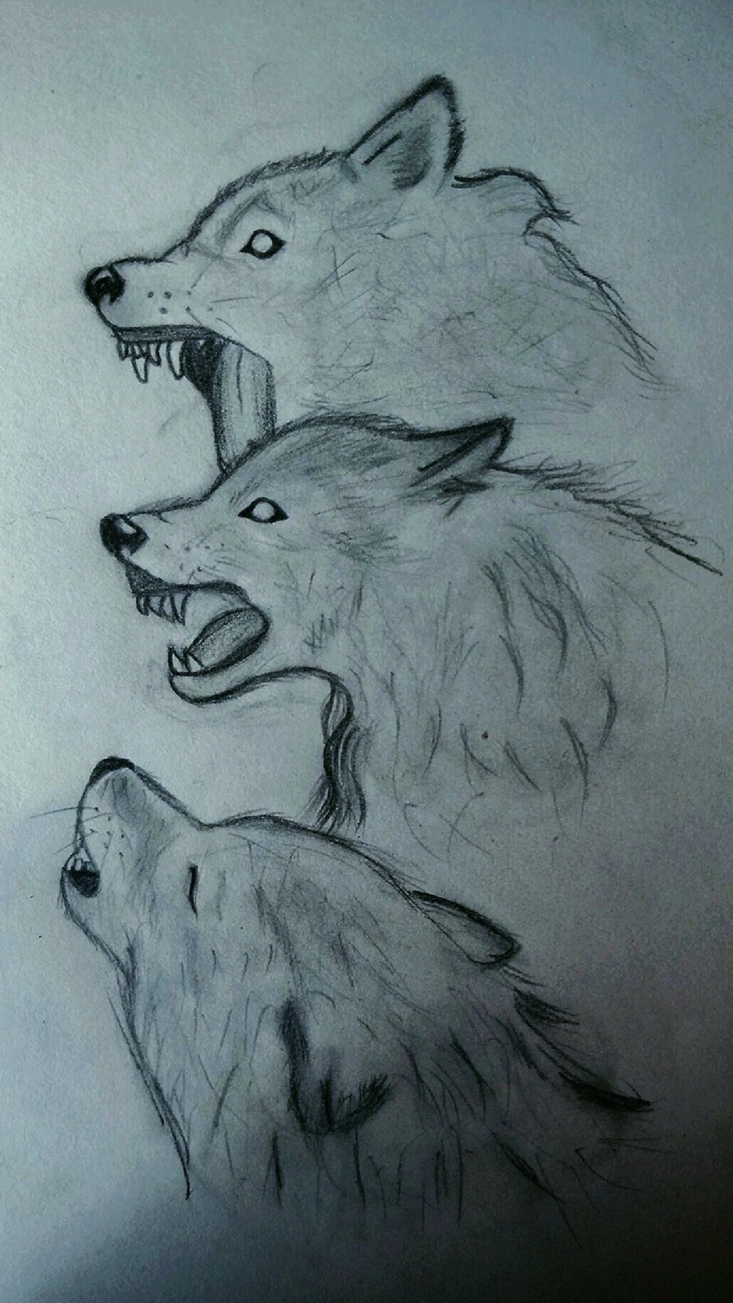 看狼画样子一步错来