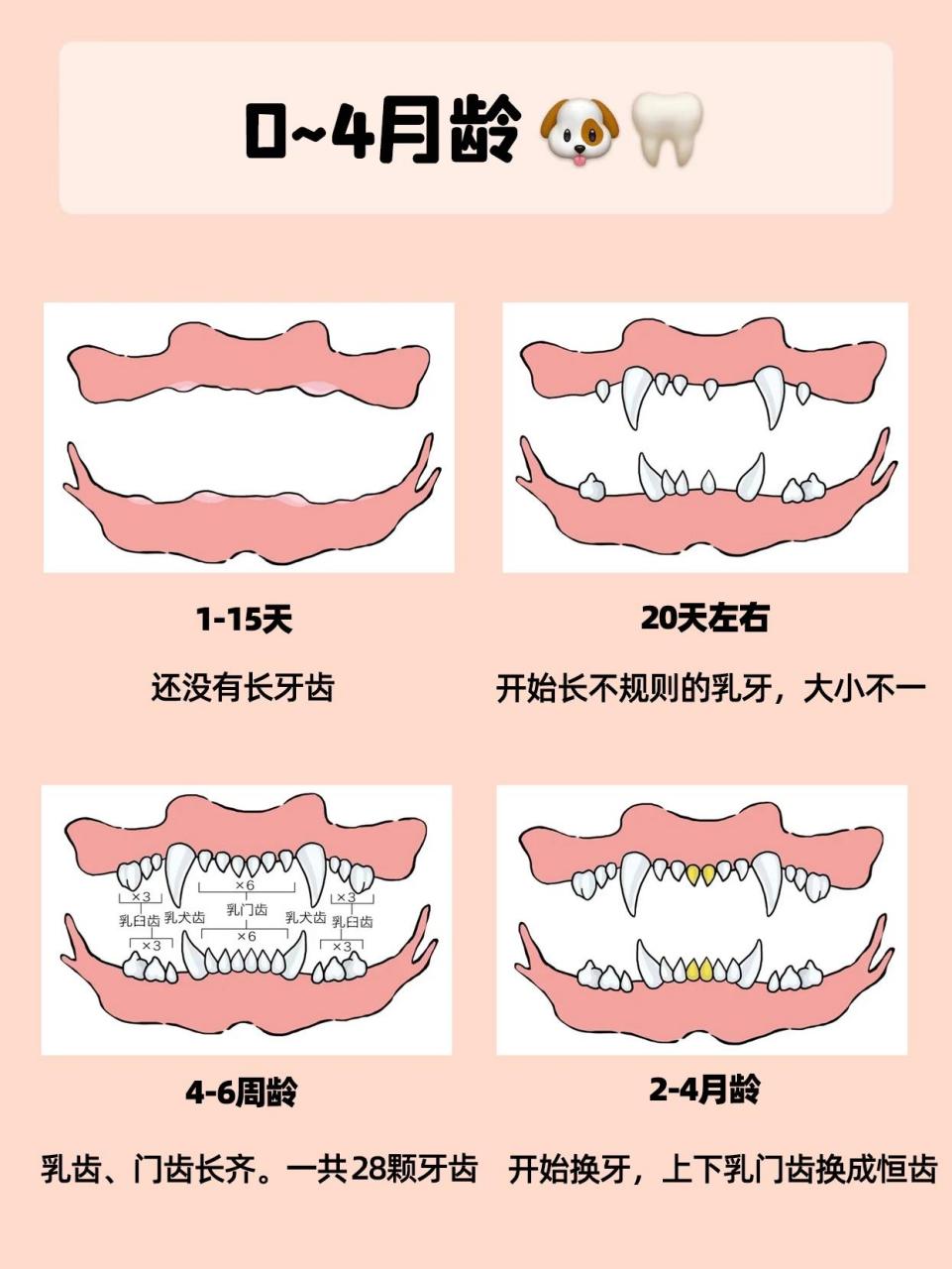 狗狗年龄牙齿对照表图片