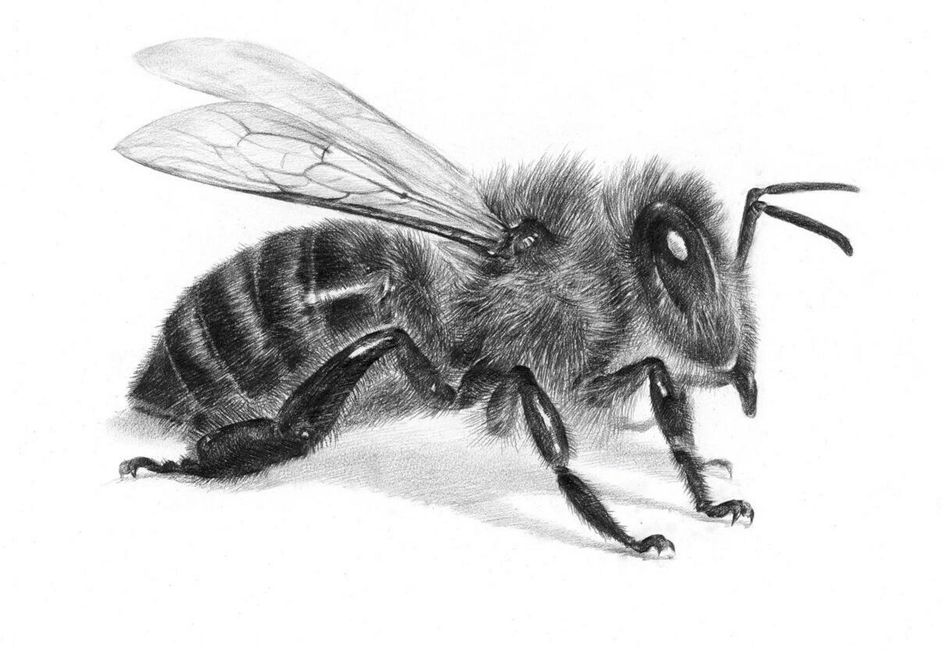 这些素描昆虫你画过几只7315                蜻蜓