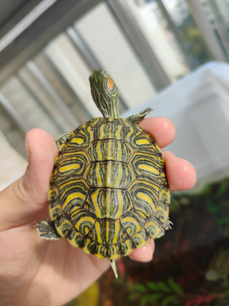 不一样的巴西龟——格兰德彩龟