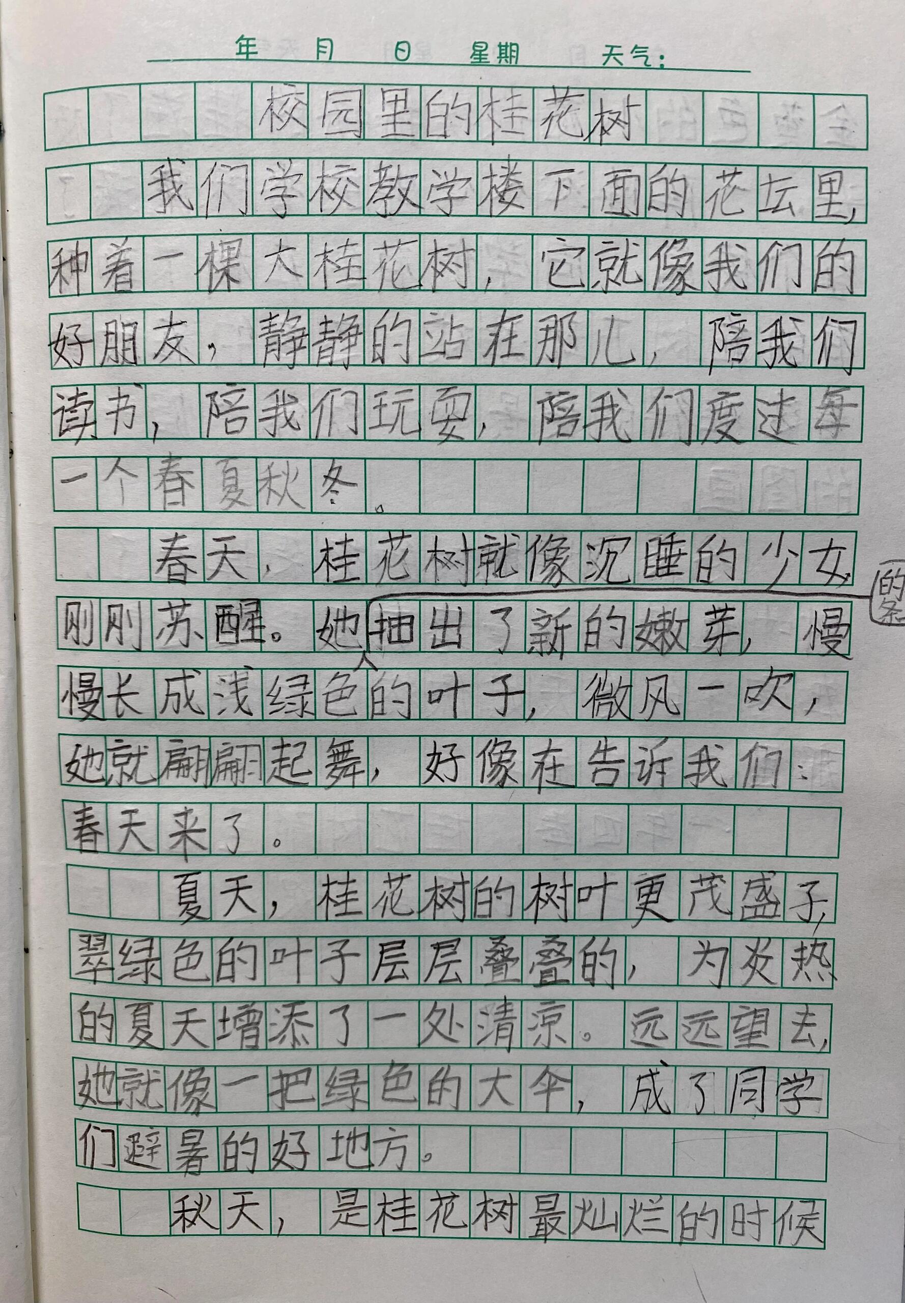 桂花三年级作文300字图片