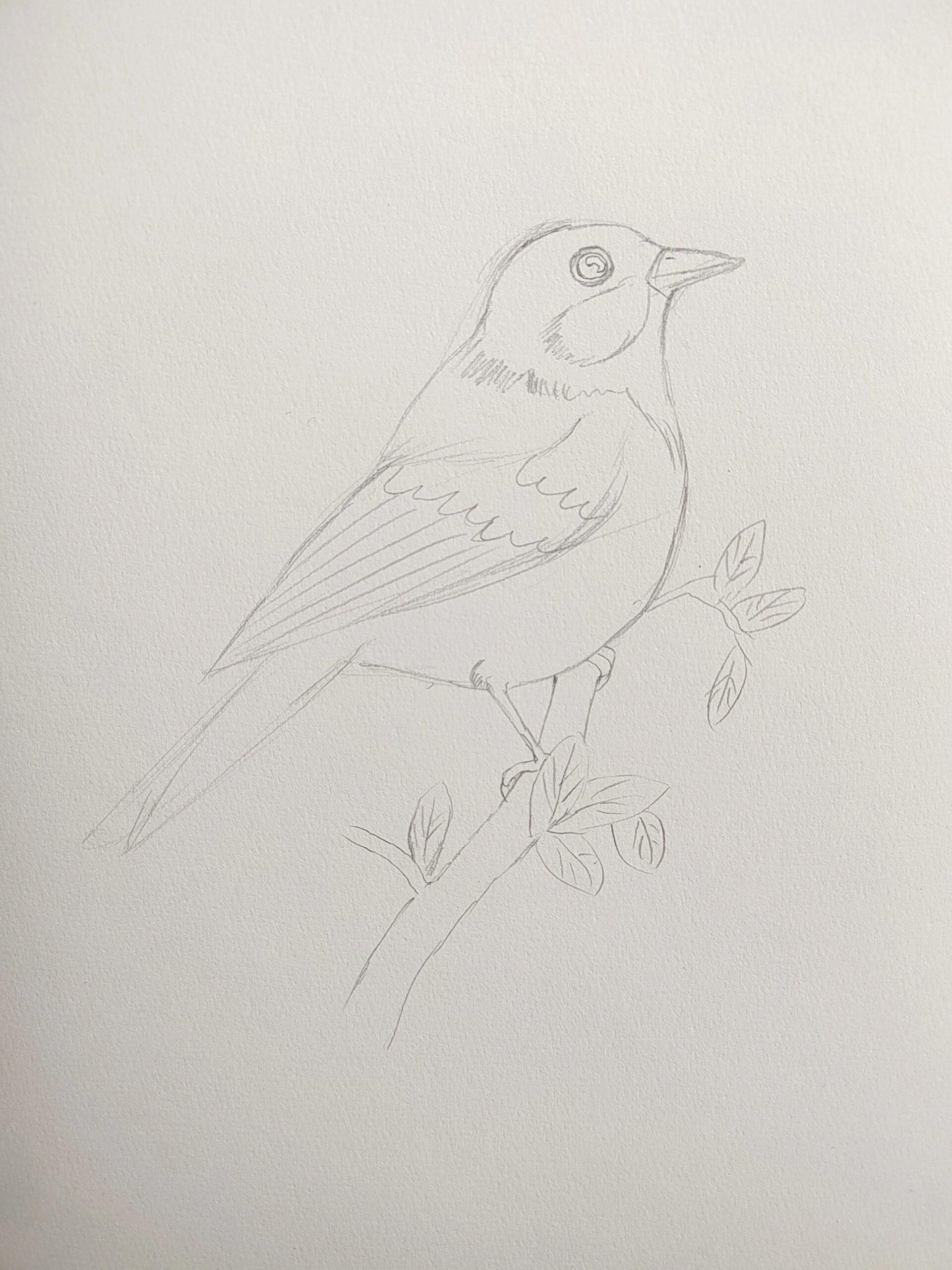 简单易学的彩铅鸟类绿背山雀画法