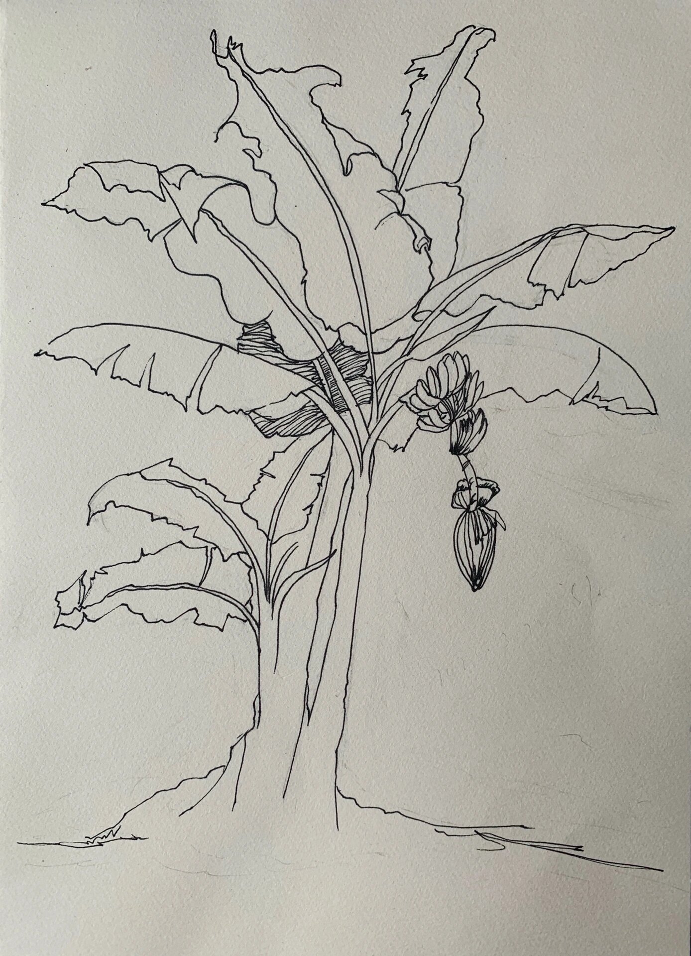 速写练习-芭蕉树(附步骤图)