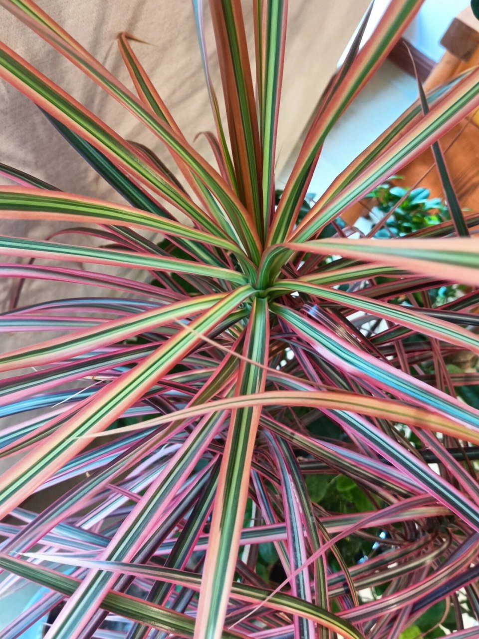 三色千年木,适宜家庭养殖 94三色千年木是龙舌兰科,龙血树属,常绿小