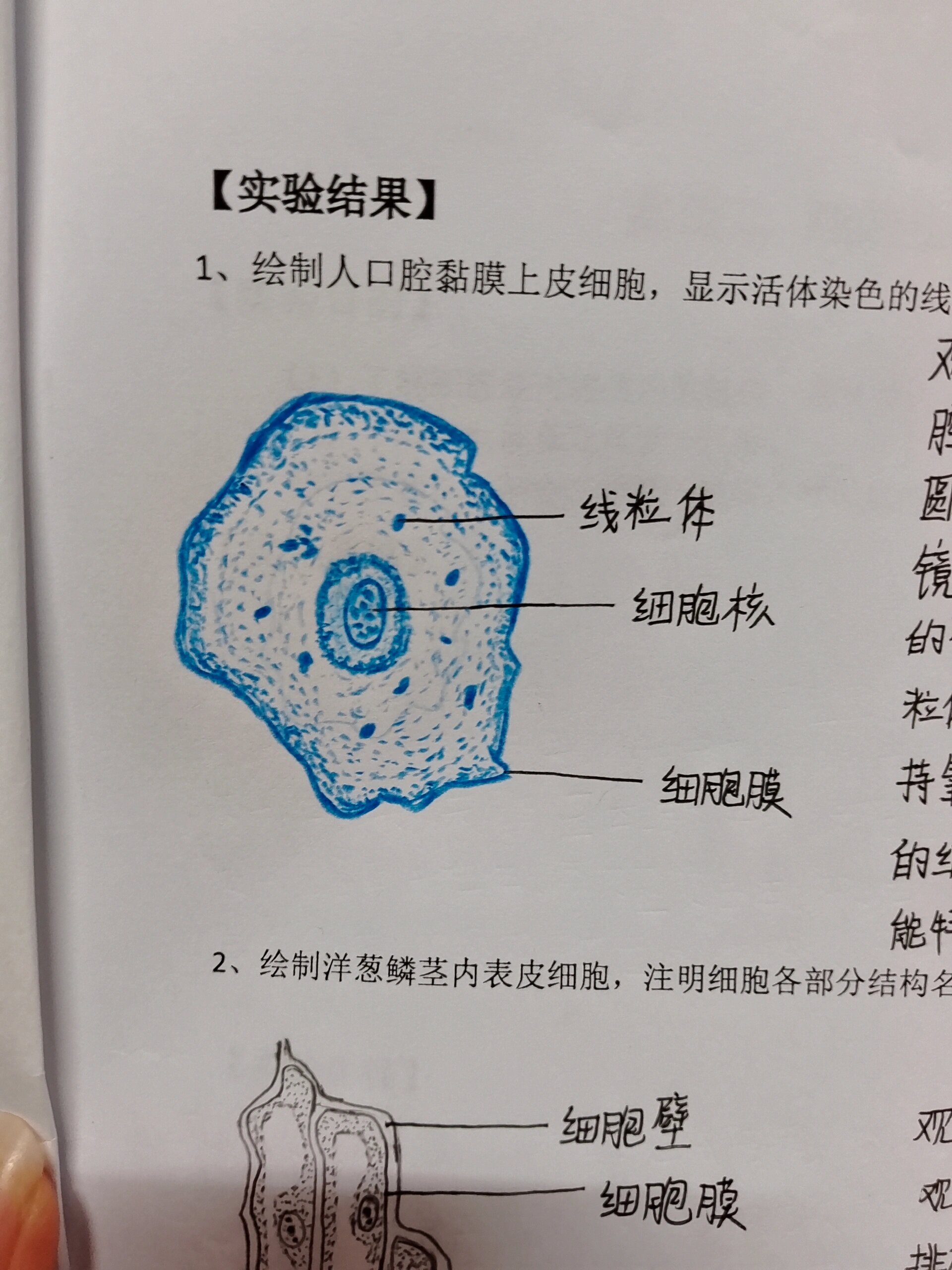 医学细胞生物学实验报告