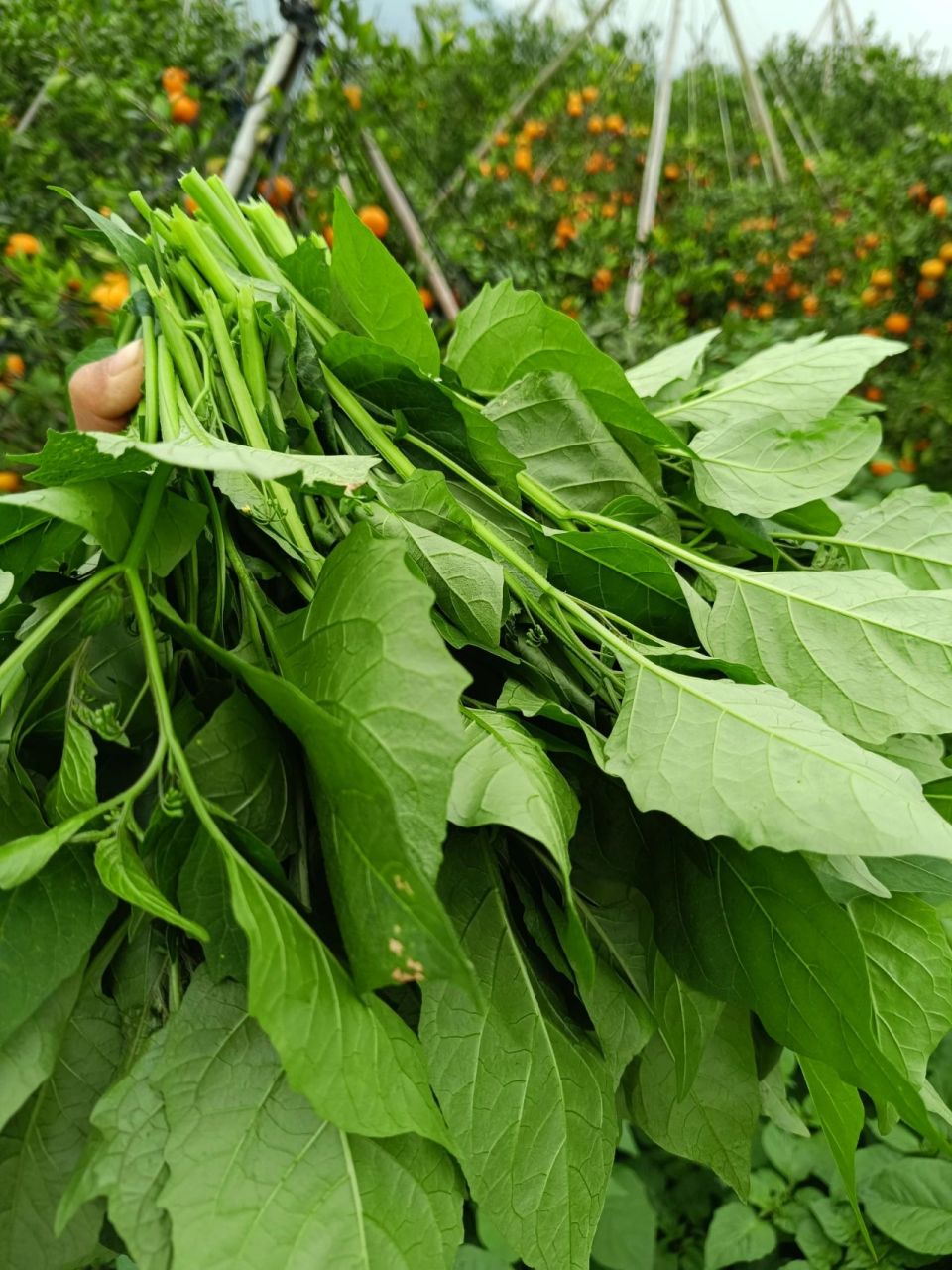 广西白花菜 哈哈哈,谁懂啊,本来是来摘沃柑的,顺便摘了今晚的青菜,超