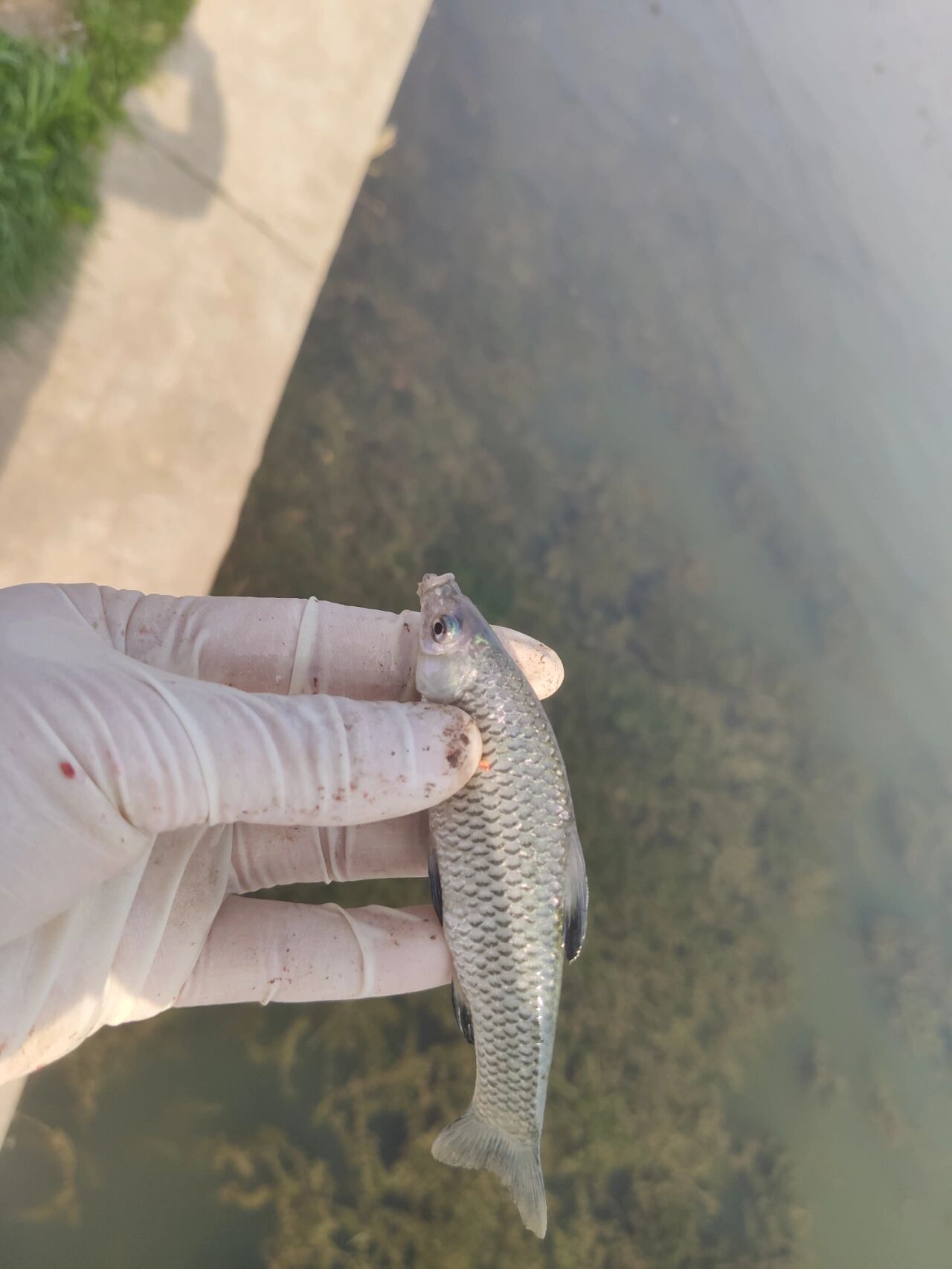 原来草鱼小时候长这样