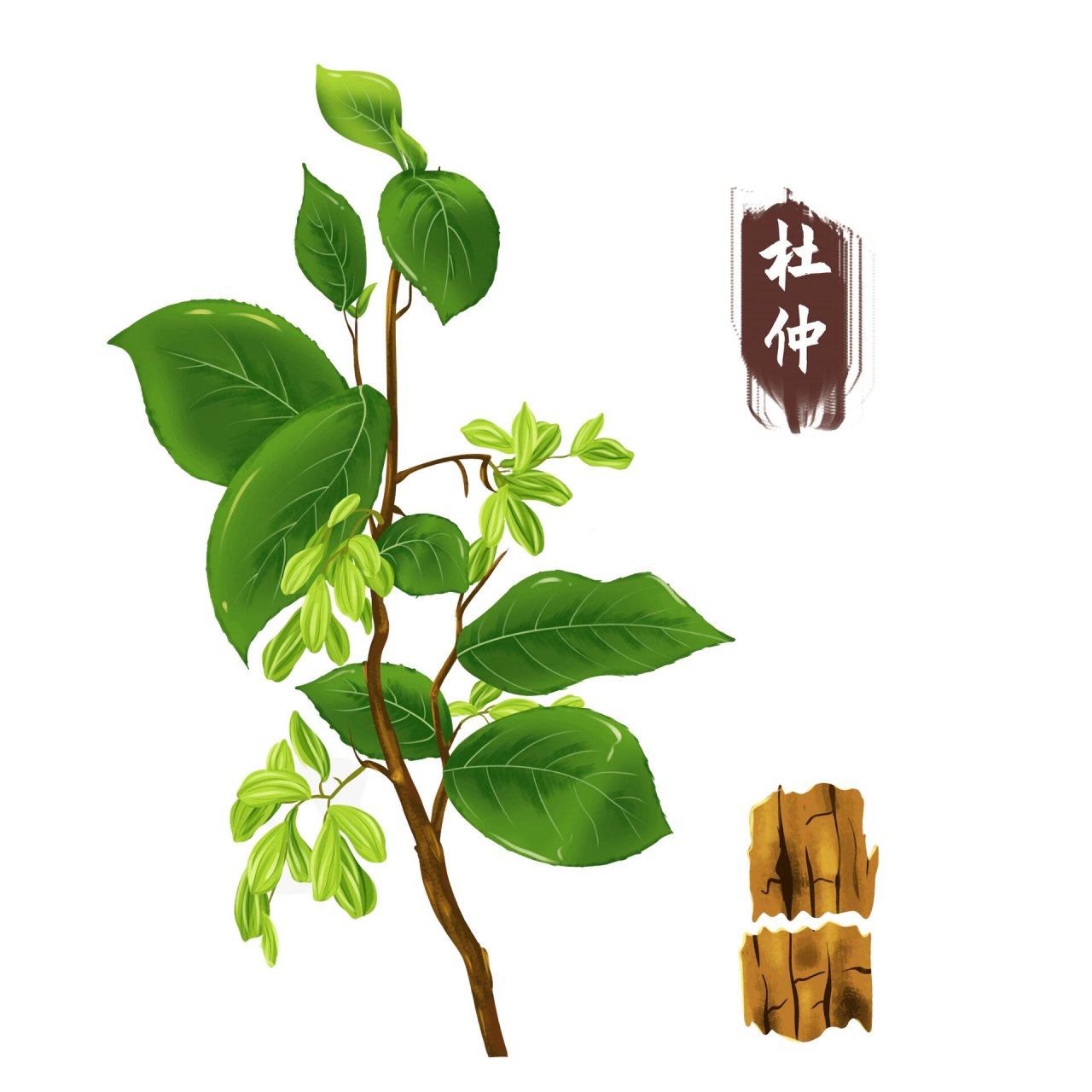 手绘写实风三七中医草药可编辑元素采药元素 ?