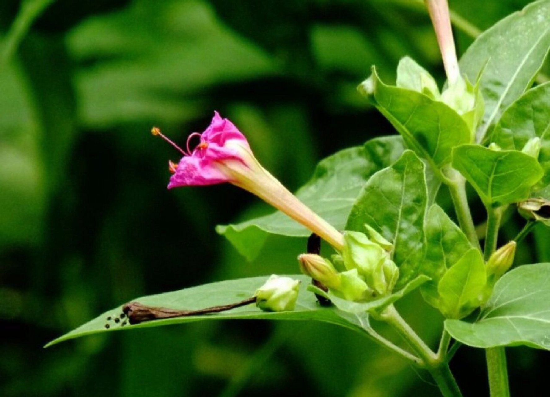 紫茉莉,又名洗澡花,胭脂花,地雷花等