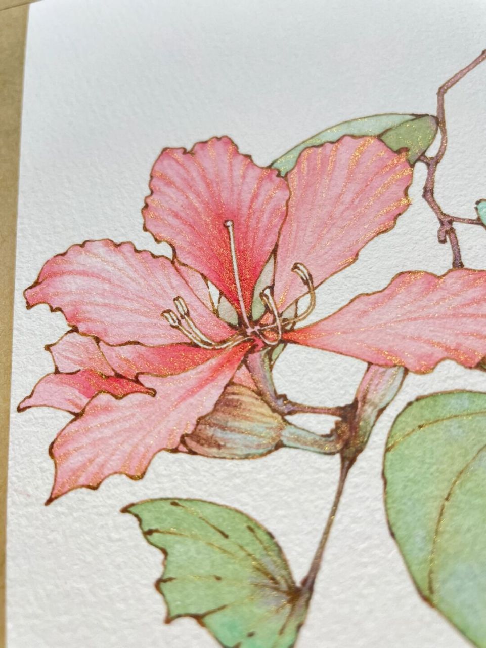 钢笔淡彩紫荆花～水彩花卉～内附线稿过程图～ 素材感谢 笔 英雄329