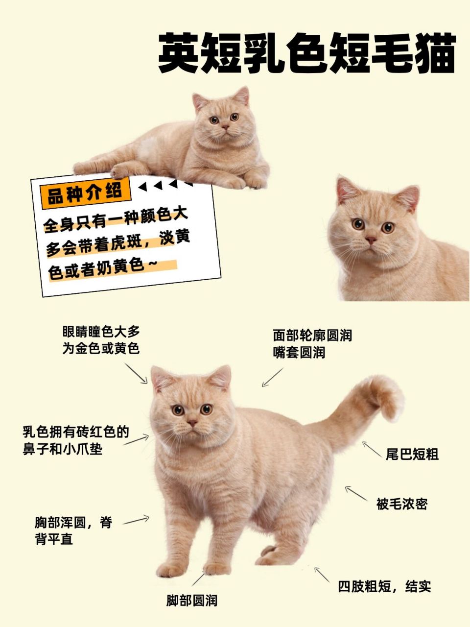 猫配色表英短图片