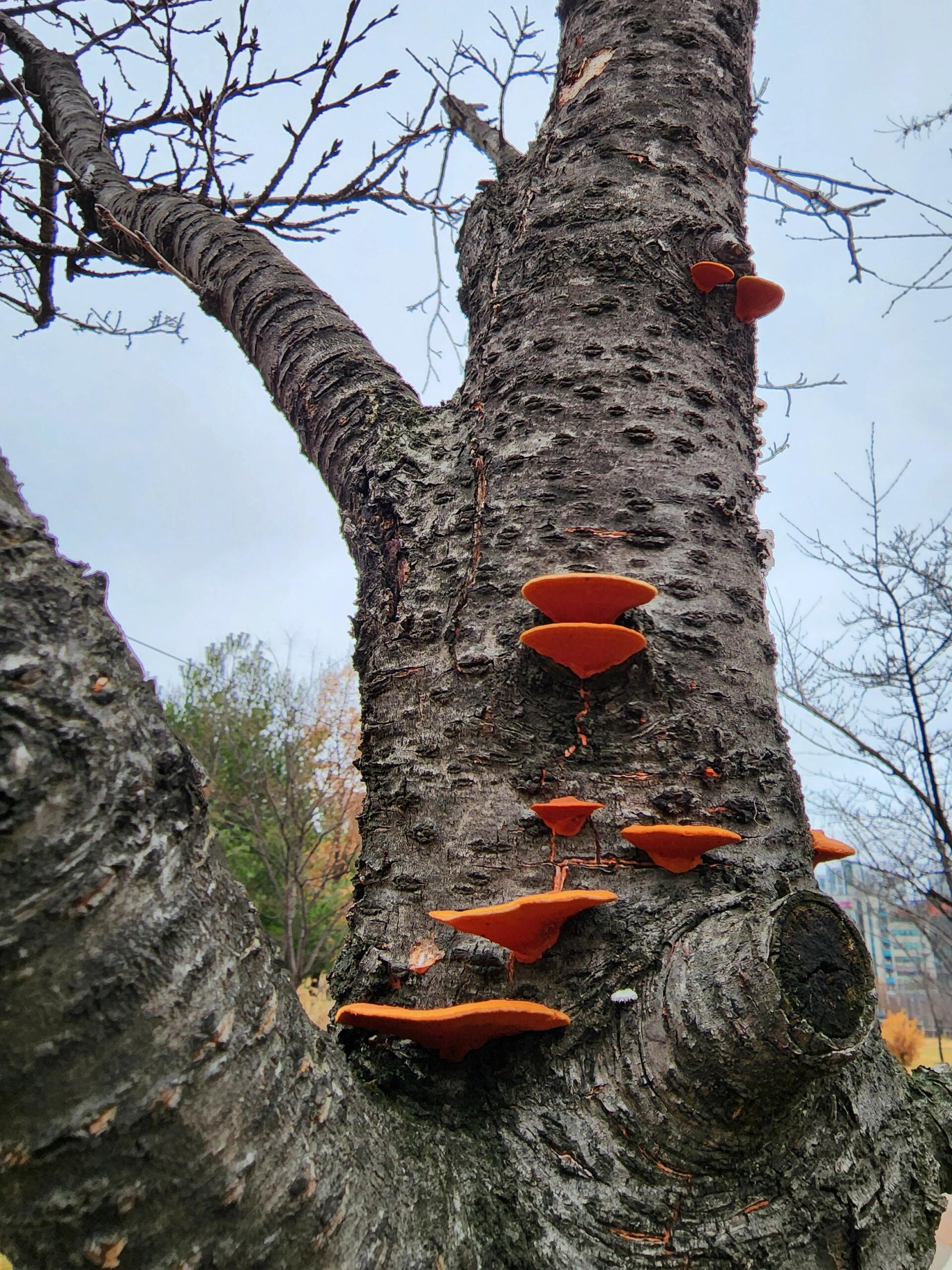 橙色小"灵芝" 97长在樱花树上,太好看了09