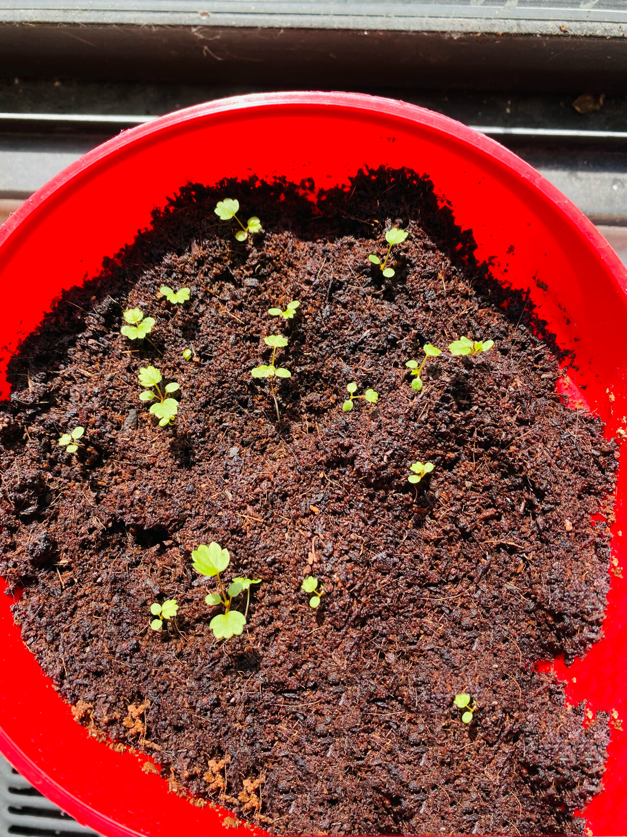 草莓生长记录:长苗期 5月9日拍摄 时隔上次拍照是8天.