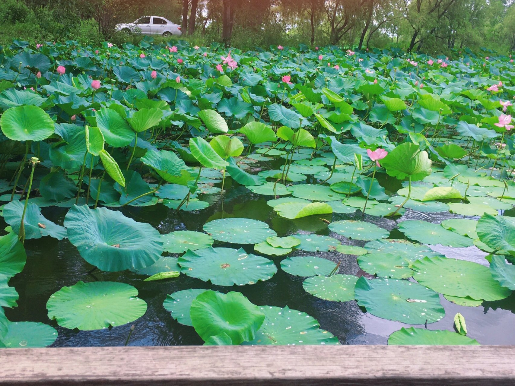 旅居沈阳,去铁岭好近,于是自驾一日游,看到"莲花湿地",想起小沈阳